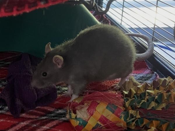 Enlarge Giggles & Black Beauty, a Adoptable Rat in Auburn, ME image 6/6