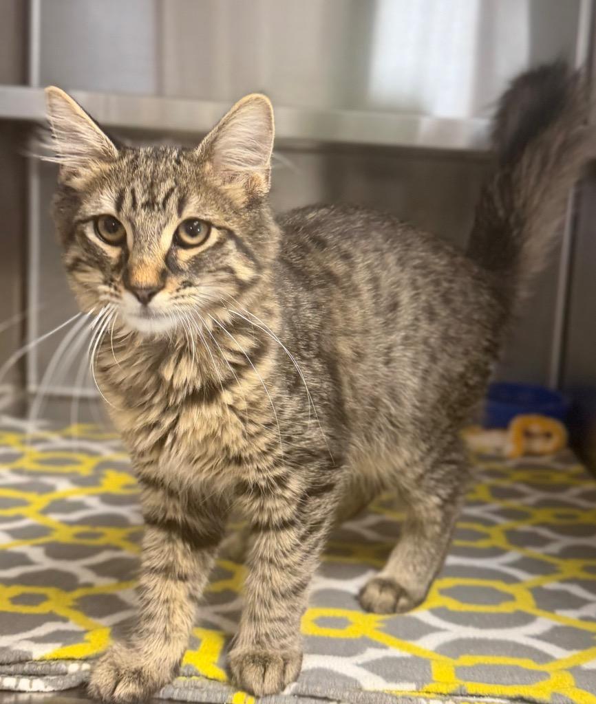 Mekhi, ADOPTABLE, Kitten Male Domestic Long Hair.