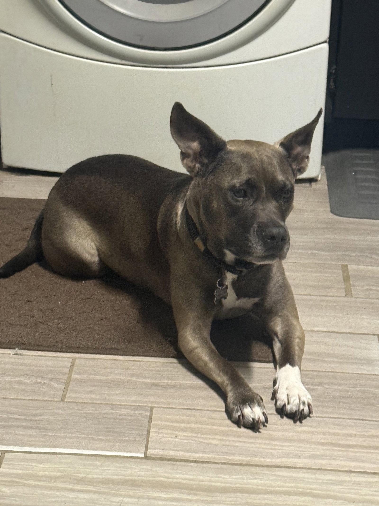 Juniper, Adoptable, Adult Female Pit Bull Terrier.