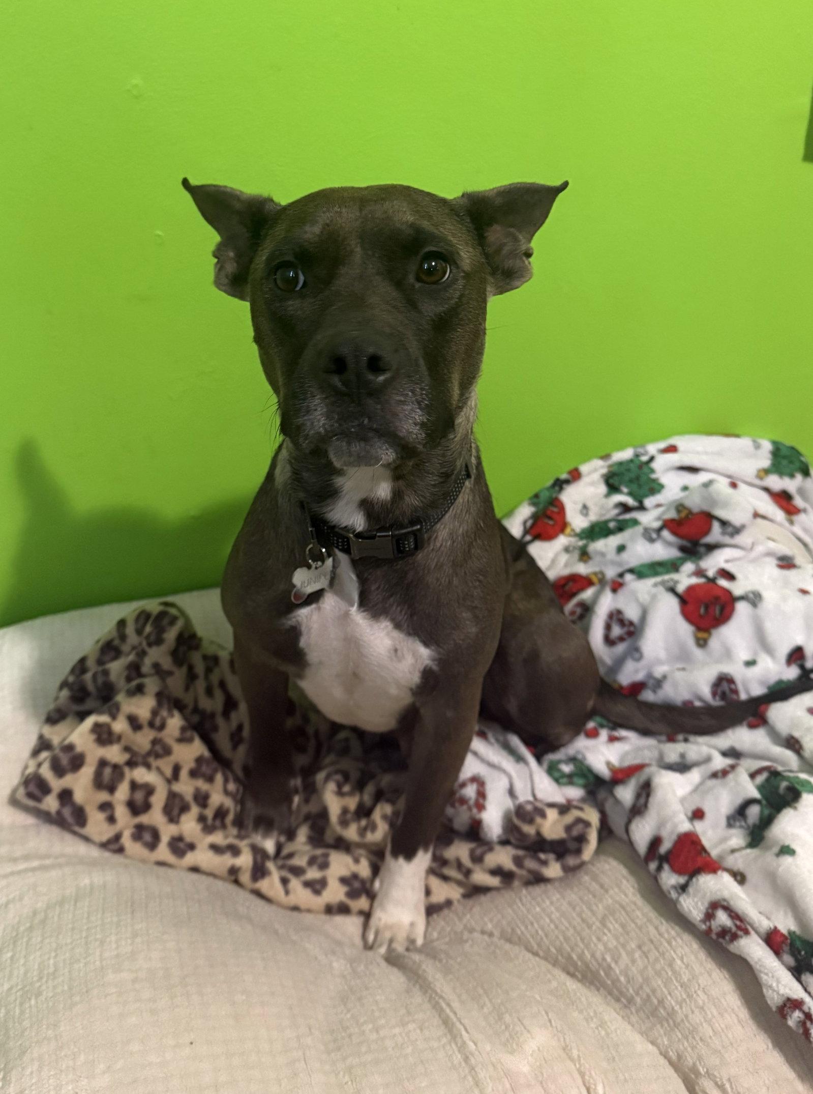 Juniper, Adoptable, Adult Female Pit Bull Terrier.