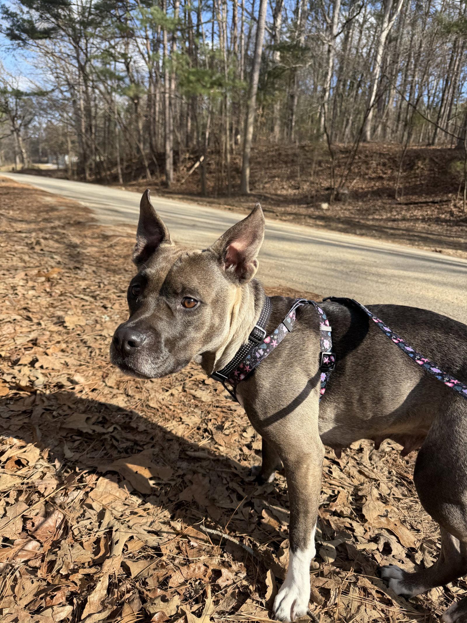 Enlarge Juniper, a Adoptable Pit Bull Terrier in Calhoun, GA image 2/3