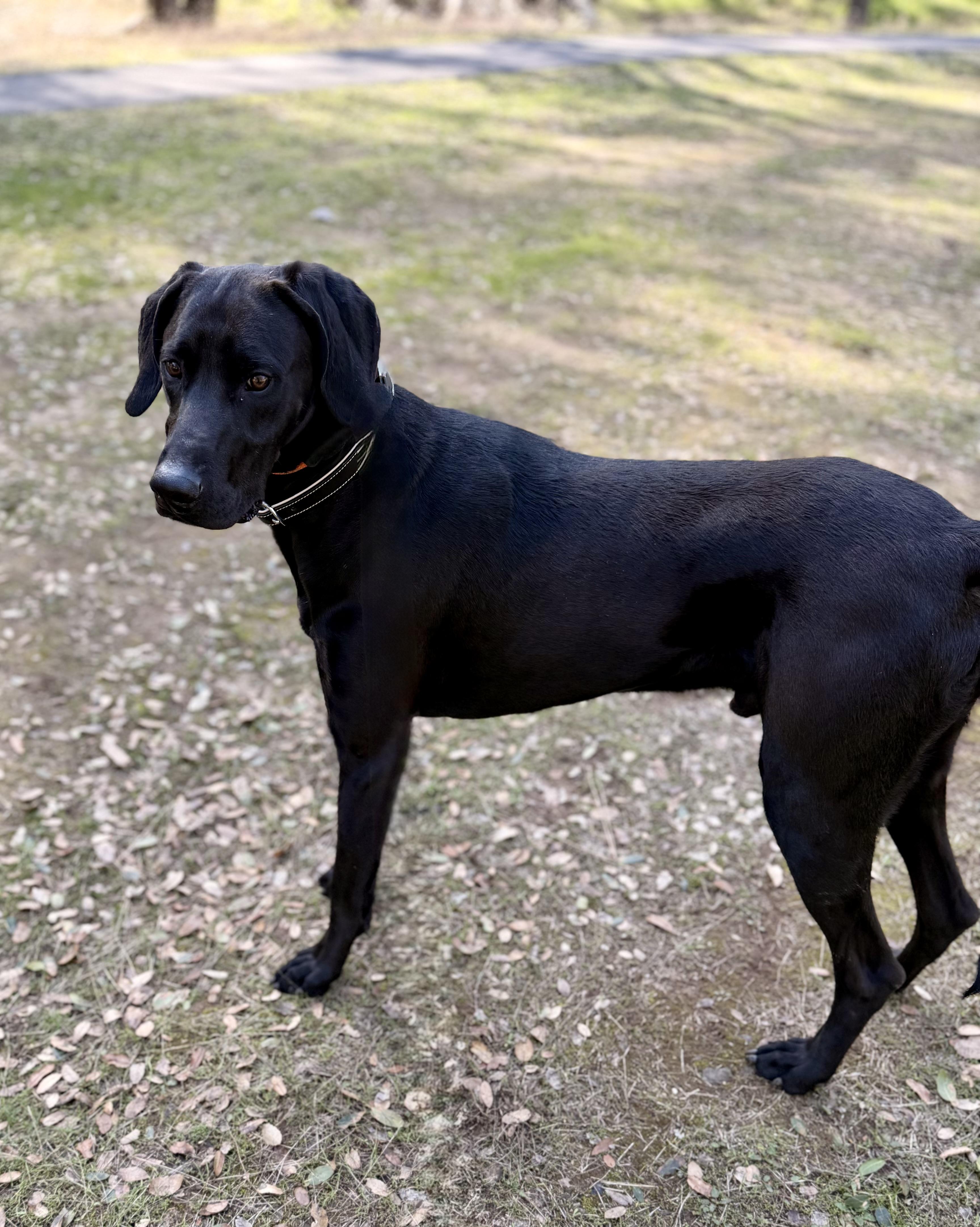 Enlarge Mac 0125, a Adoptable mixed breed in Sonora, CA image 4/4