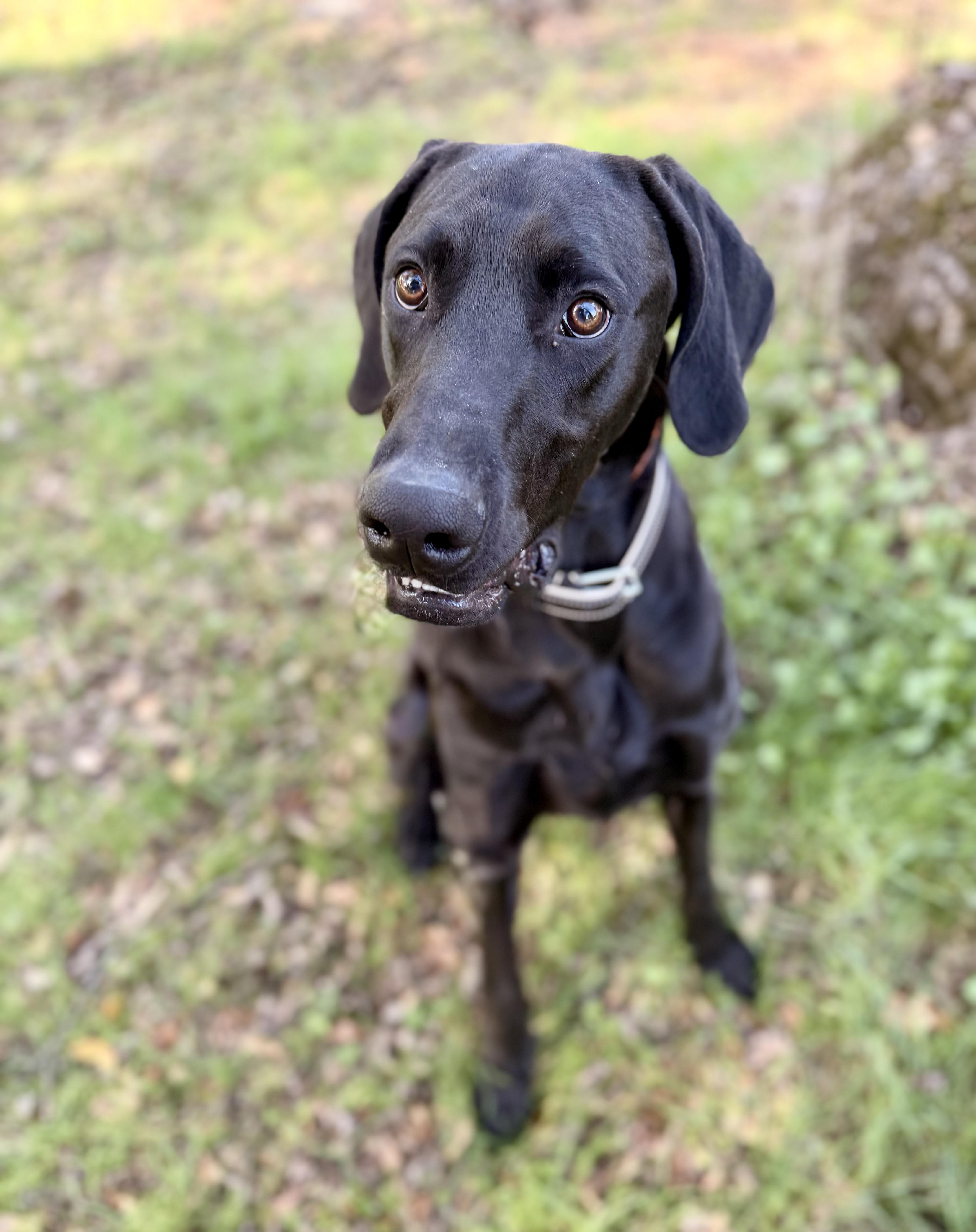 Enlarge Mac 0125, a Adoptable mixed breed in Sonora, CA image 3/4