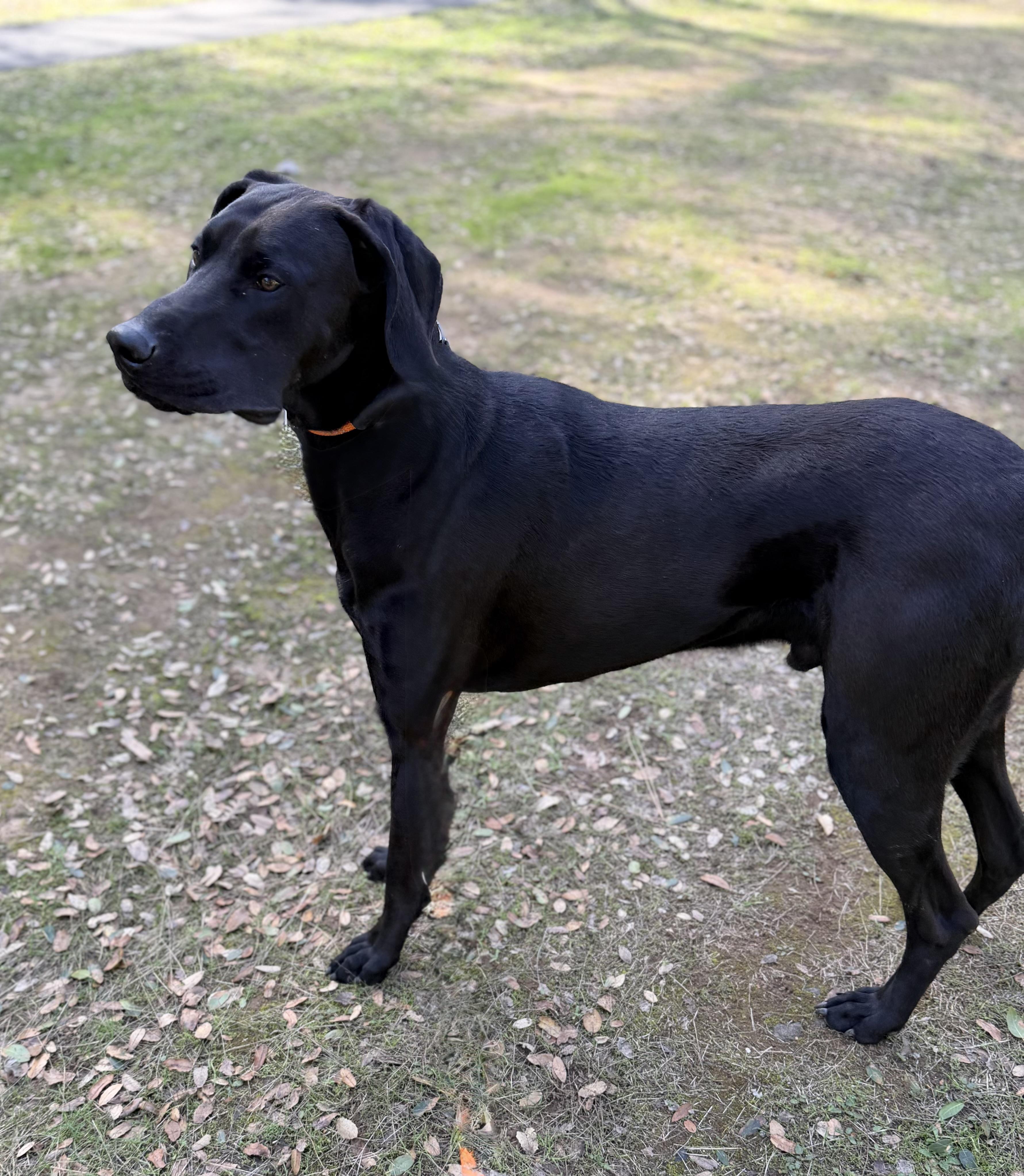 Enlarge Mac 0125, a Adoptable mixed breed in Sonora, CA image 2/4
