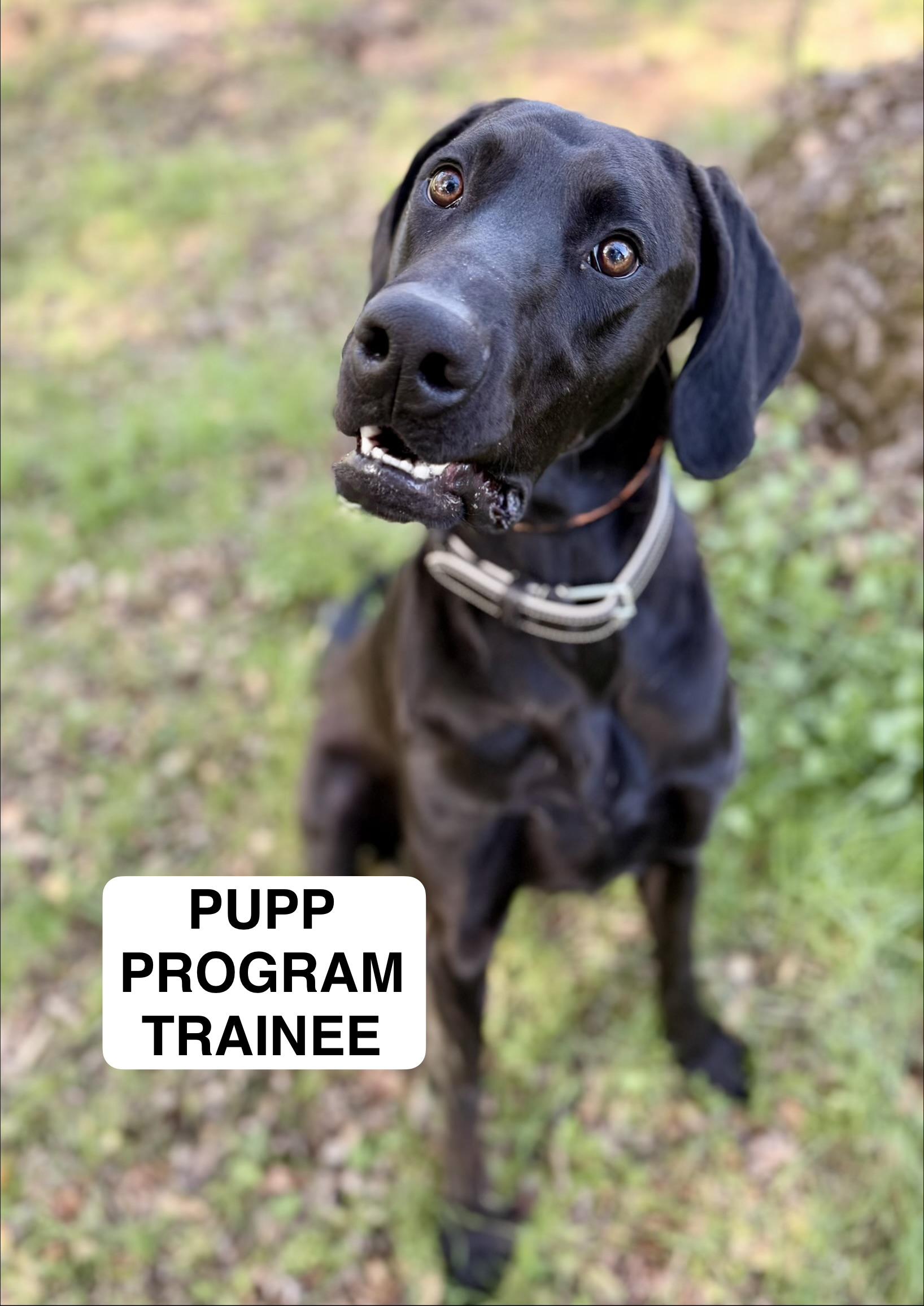 Mac 0125, Adoptable, Adult Male Great Dane.