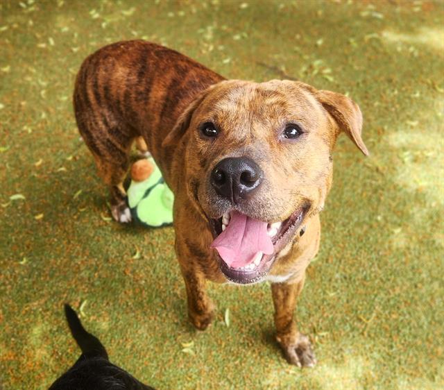 PHENIX, Adoptable, Adult Male Pit Bull Terrier.