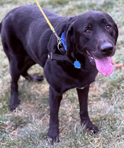 Mason, Adoptable, Adult Male Labrador Retriever.