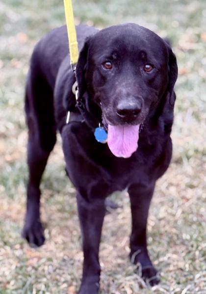 Enlarge Mason, a Adoptable Labrador Retriever in Malvern, PA image 2/3