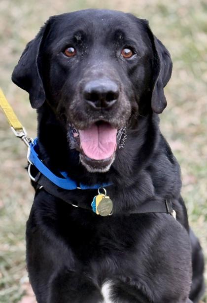 Enlarge Mason, a Adoptable Labrador Retriever in Malvern, PA image 3/3