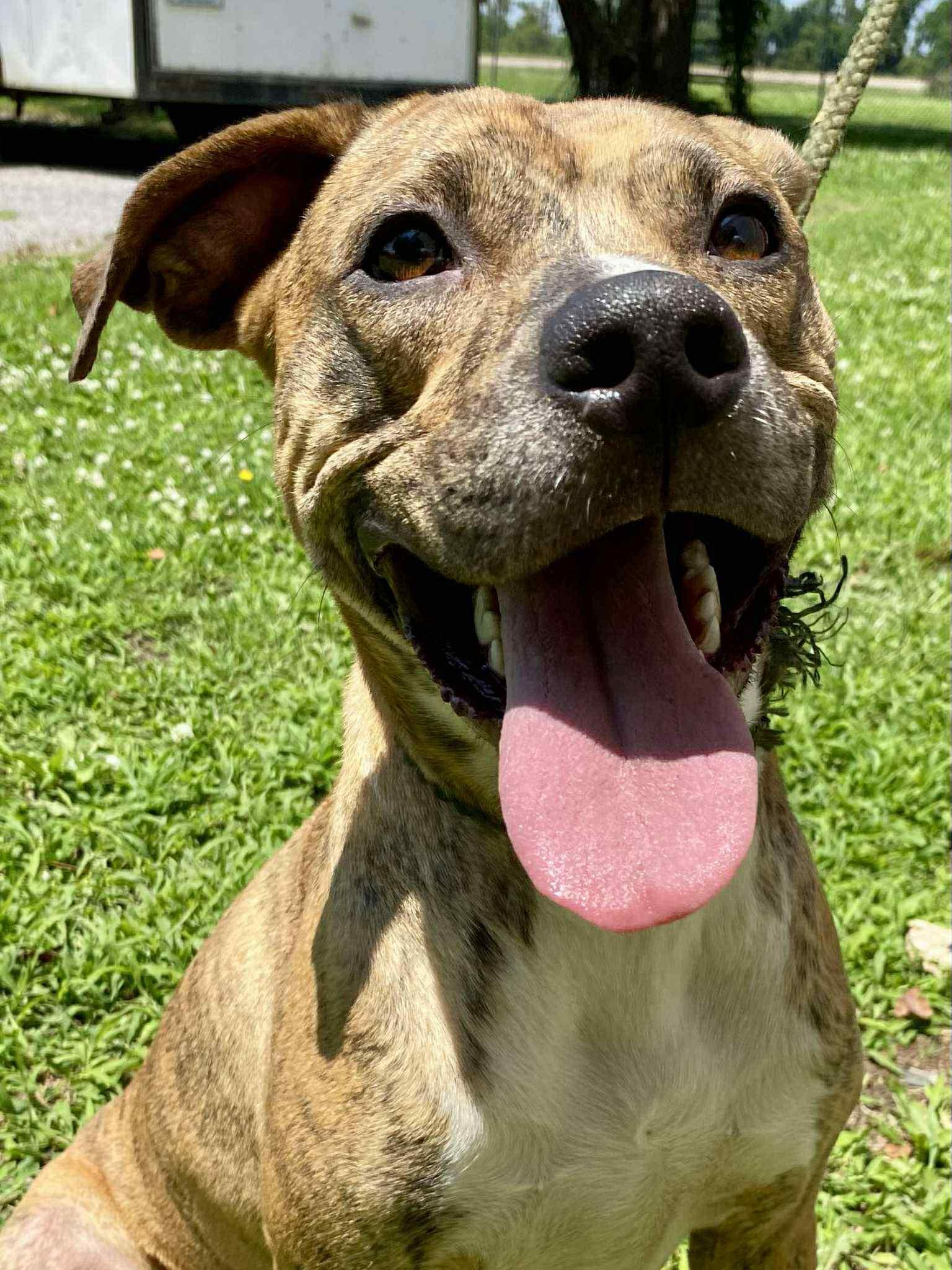 Enlarge Luna (Laura-fostered in TN), a Adoptable mixed breed in Brooklyn, CT image 1/6