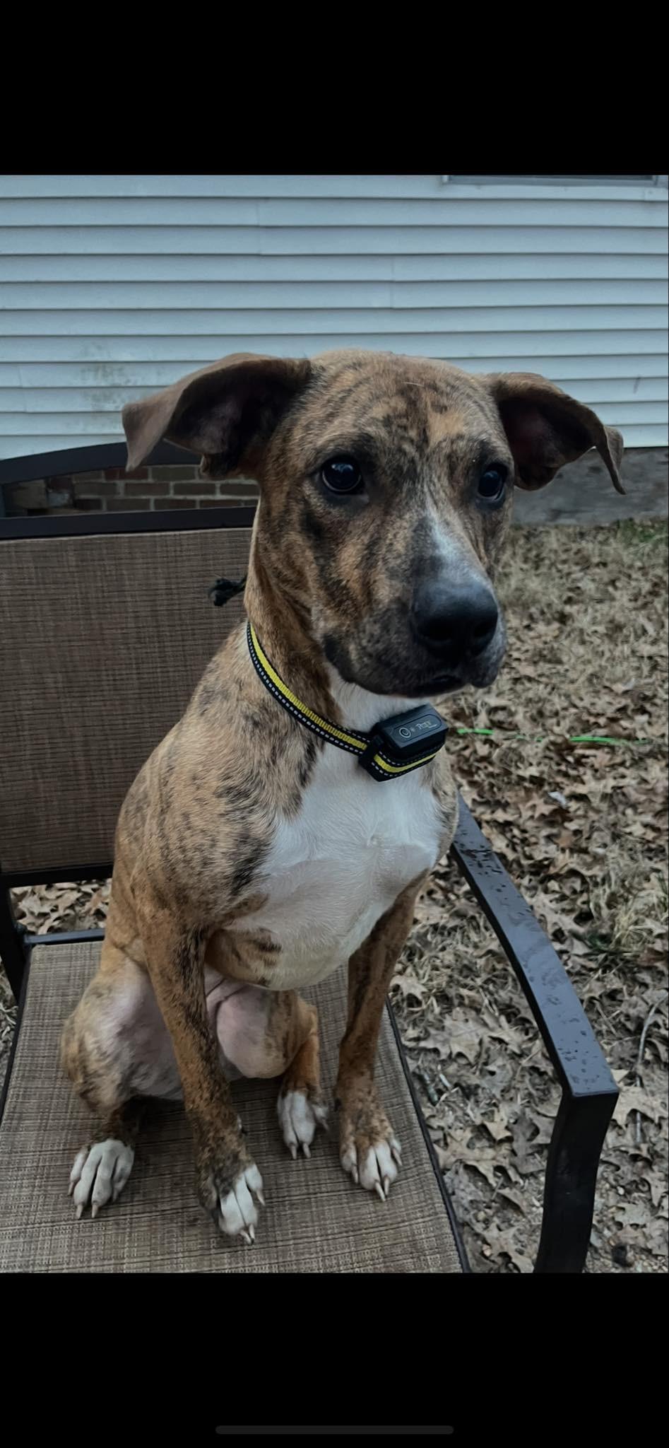 Enlarge Luna (Laura-fostered in TN), a Adoptable mixed breed in Brooklyn, CT image 6/6