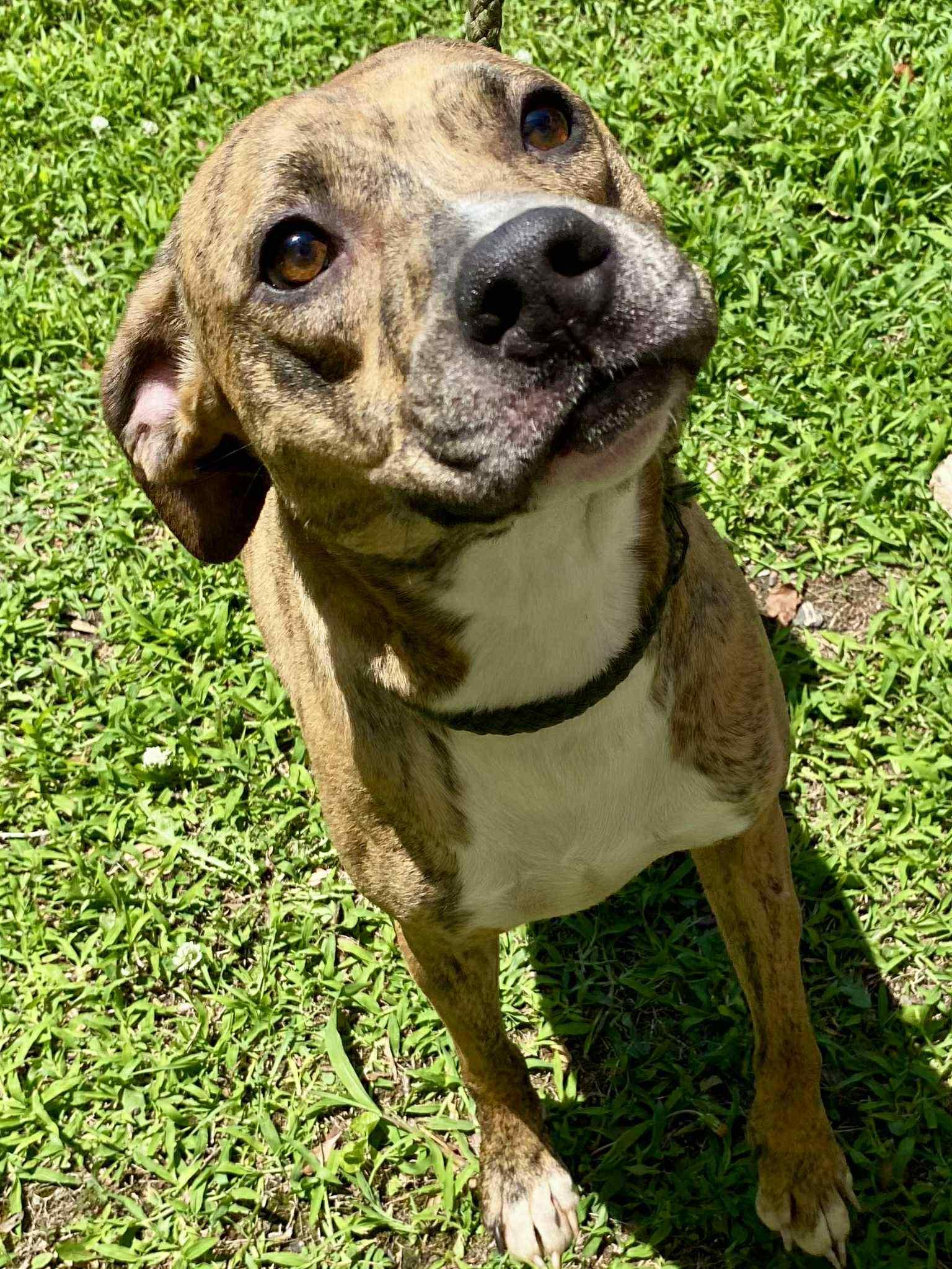 Enlarge Luna (Laura-fostered in TN), a Adoptable mixed breed in Brooklyn, CT image 5/6