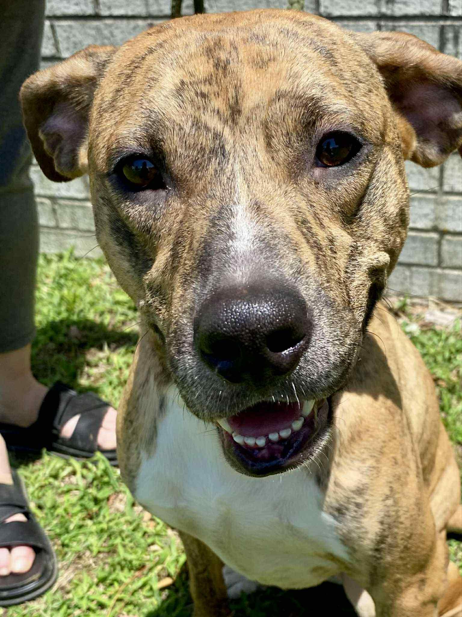 Enlarge Luna (Laura-fostered in TN), a Adoptable mixed breed in Brooklyn, CT image 3/6