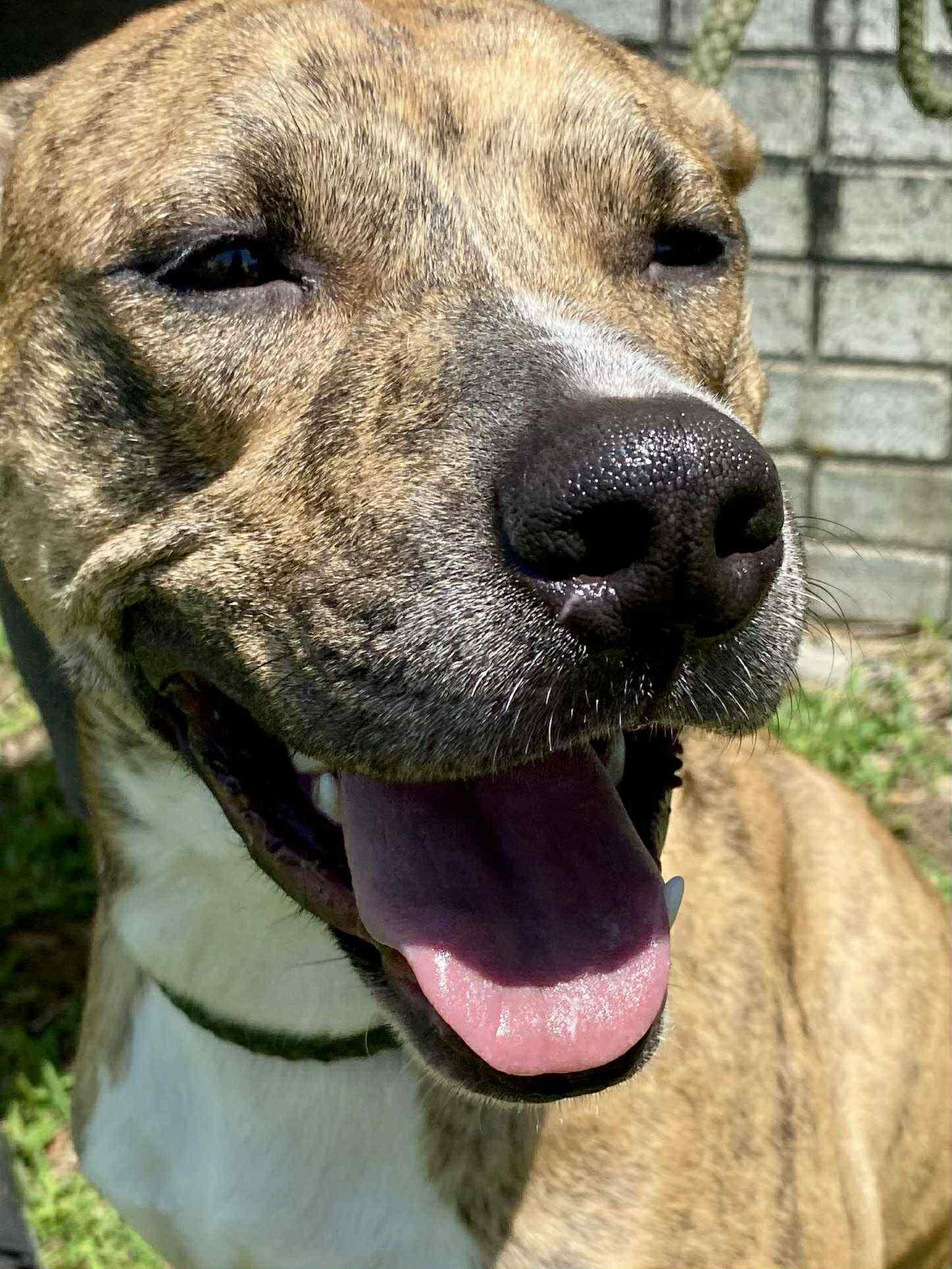 Enlarge Luna (Laura-fostered in TN), a Adoptable mixed breed in Brooklyn, CT image 2/6