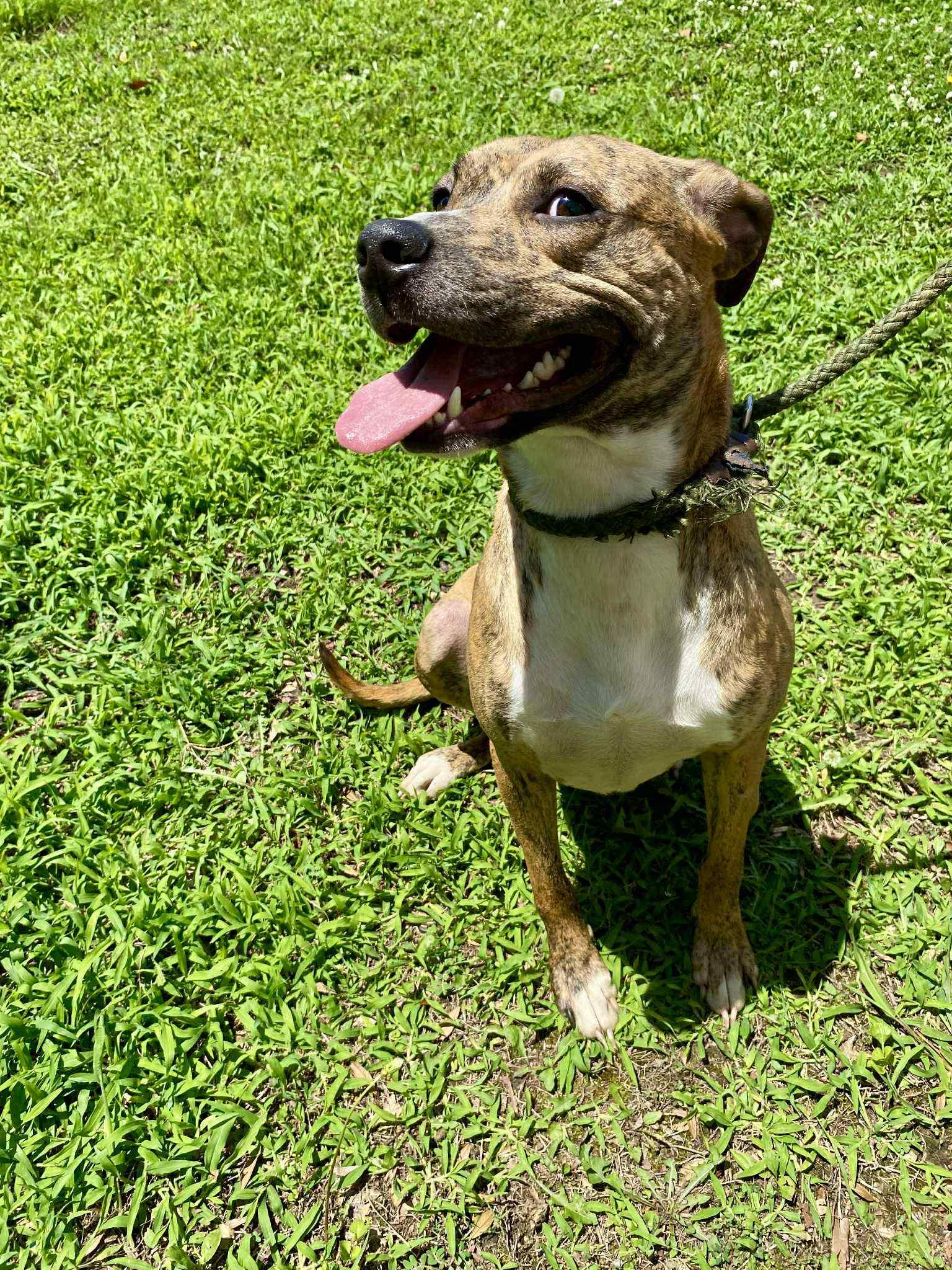 Enlarge Luna (Laura-fostered in TN), a Adoptable mixed breed in Brooklyn, CT image 4/6