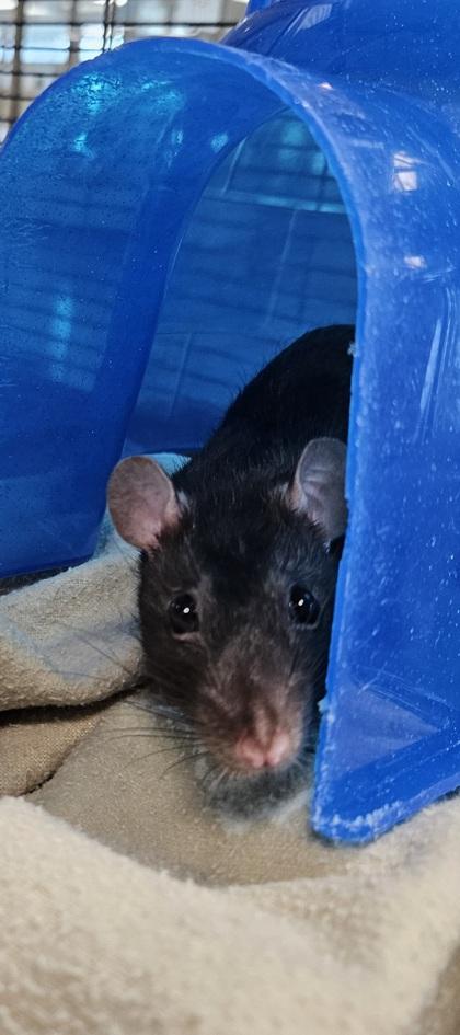 Popsicle, Adoptable, Adult Female Rat.