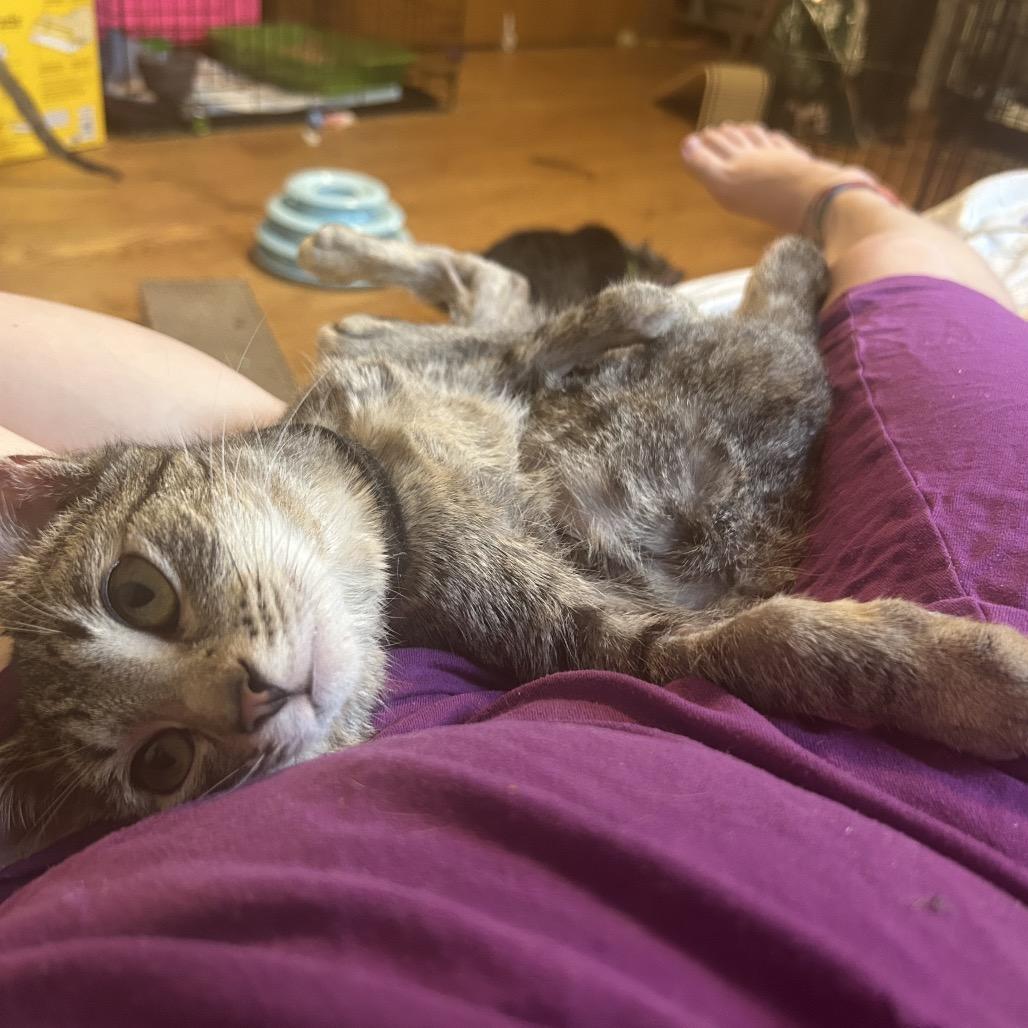 The Alchemy, Adoptable, Adult Male Domestic Short Hair.