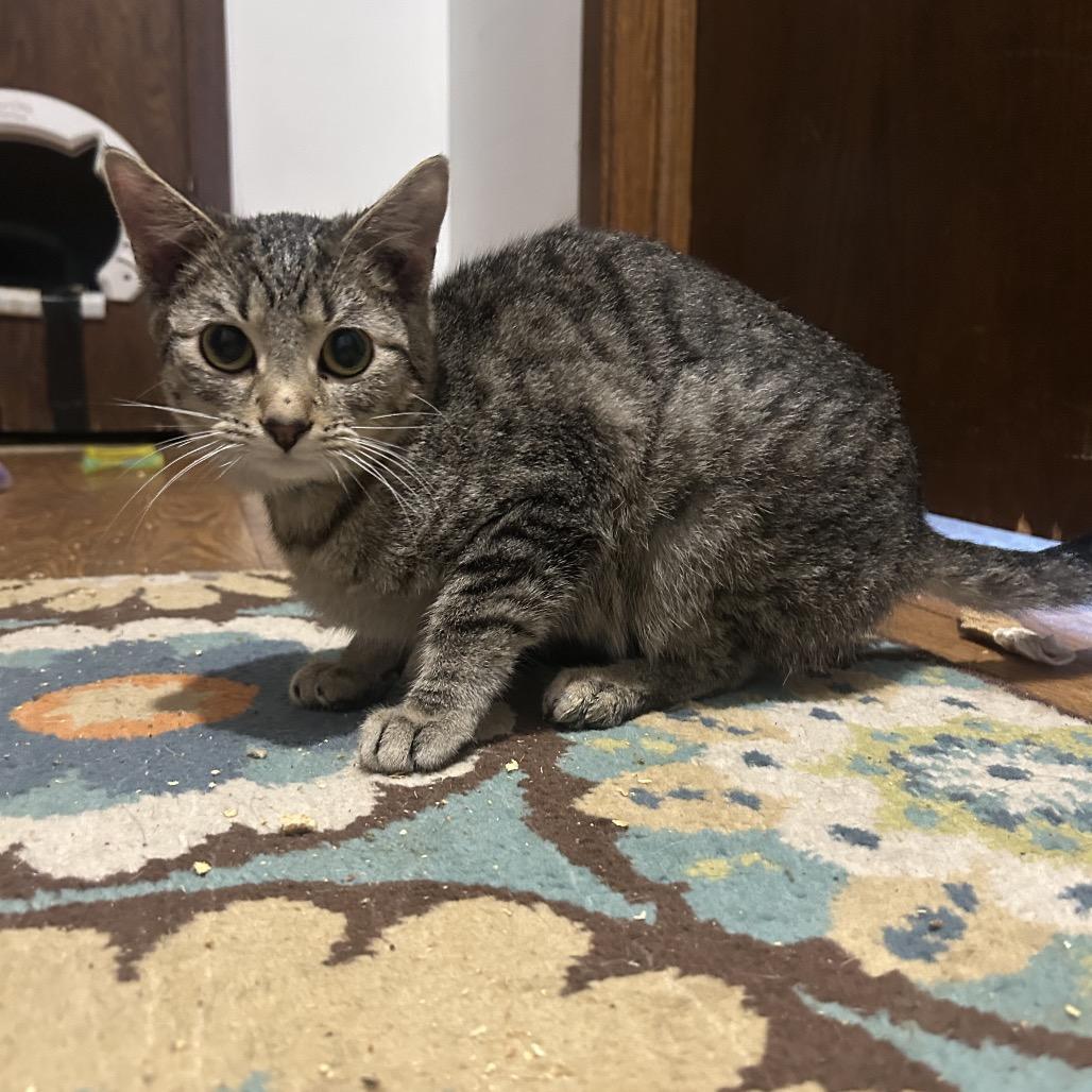 The Alchemy, a Adoptable Domestic Short Hair in Rochester, MN image 2/6