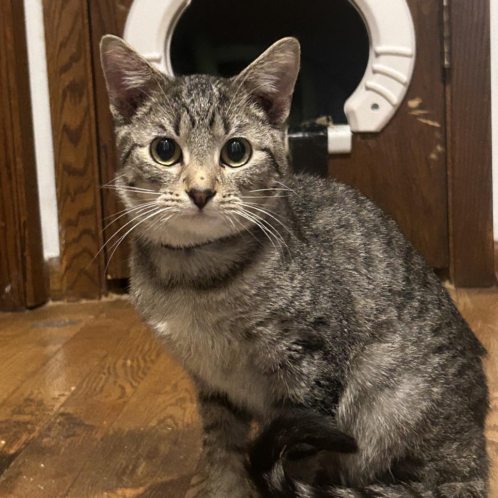 The Alchemy, a Adoptable Domestic Short Hair in Rochester, MN image 3/6