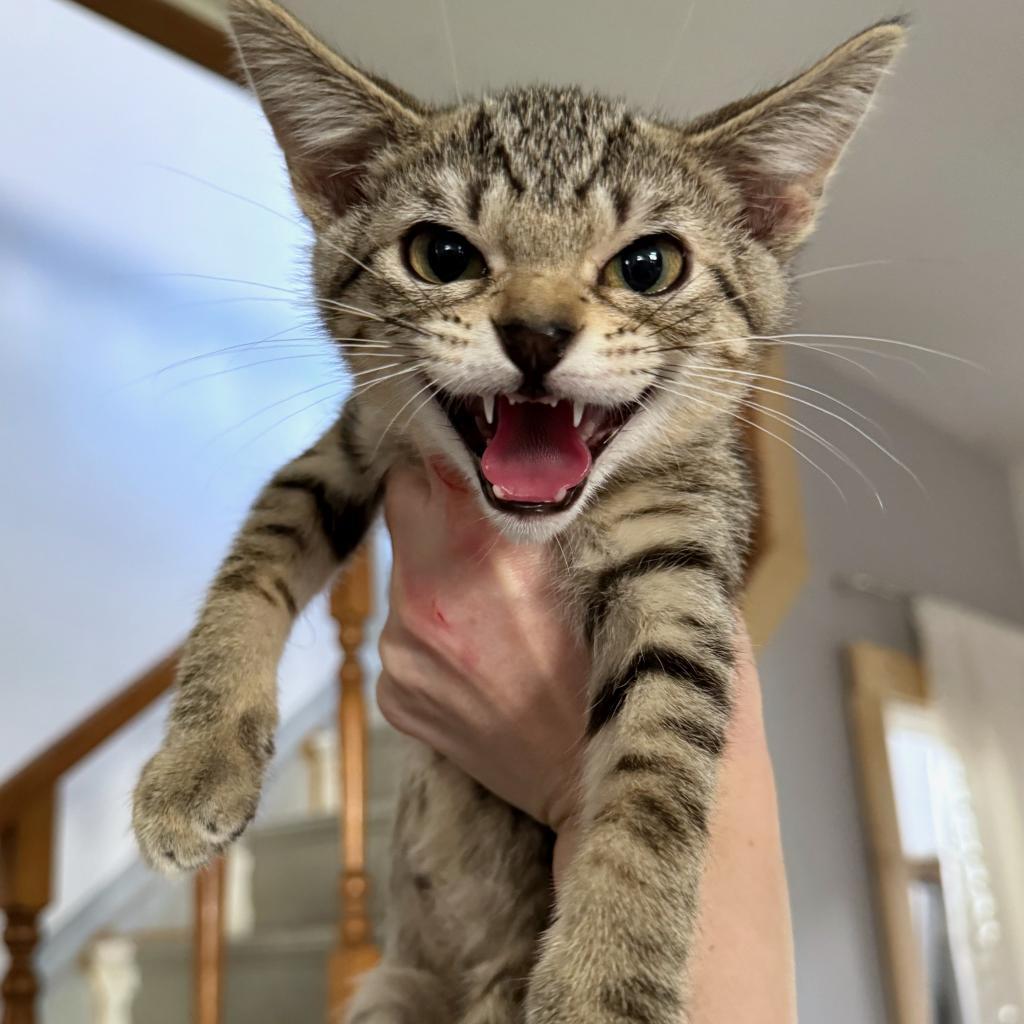 The Alchemy, a Adoptable Domestic Short Hair in Rochester, MN image 4/6