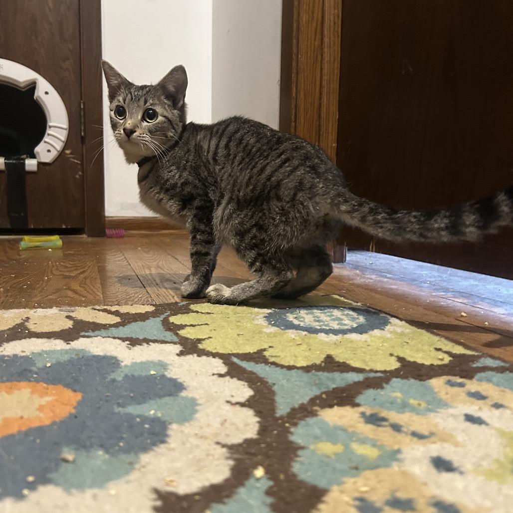 The Alchemy, a Adoptable Domestic Short Hair in Rochester, MN image 5/6