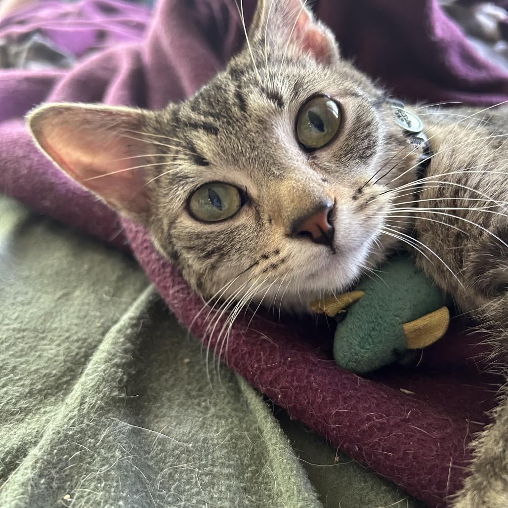 The Alchemy, a Adoptable Domestic Short Hair in Rochester, MN image 6/6