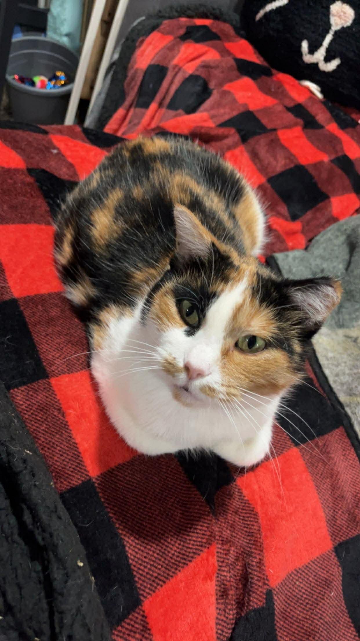 Cee Cee, ADOPTABLE, Adult Female Domestic Short Hair.