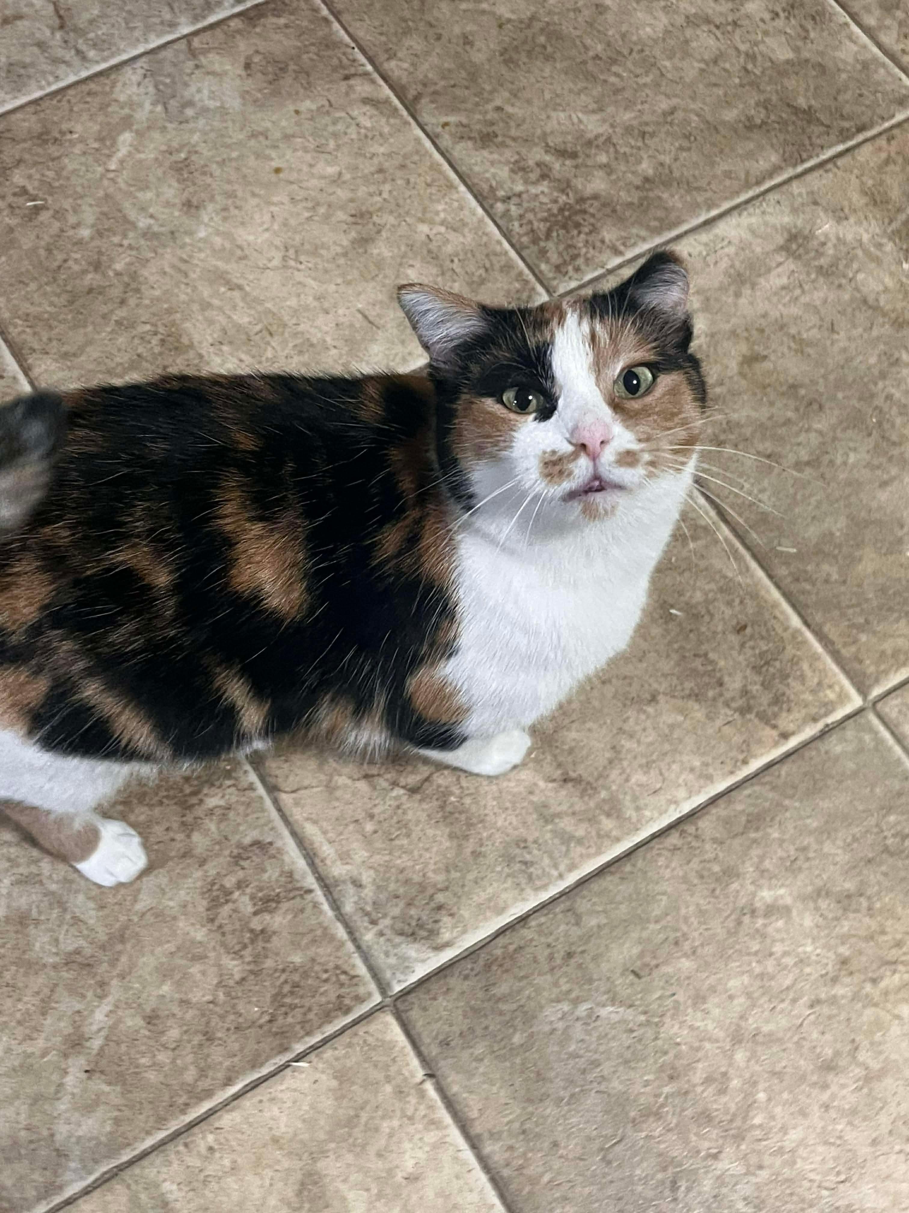 Enlarge Cee Cee, a ADOPTABLE Domestic Short Hair in Mineral Point, WI image 3/6