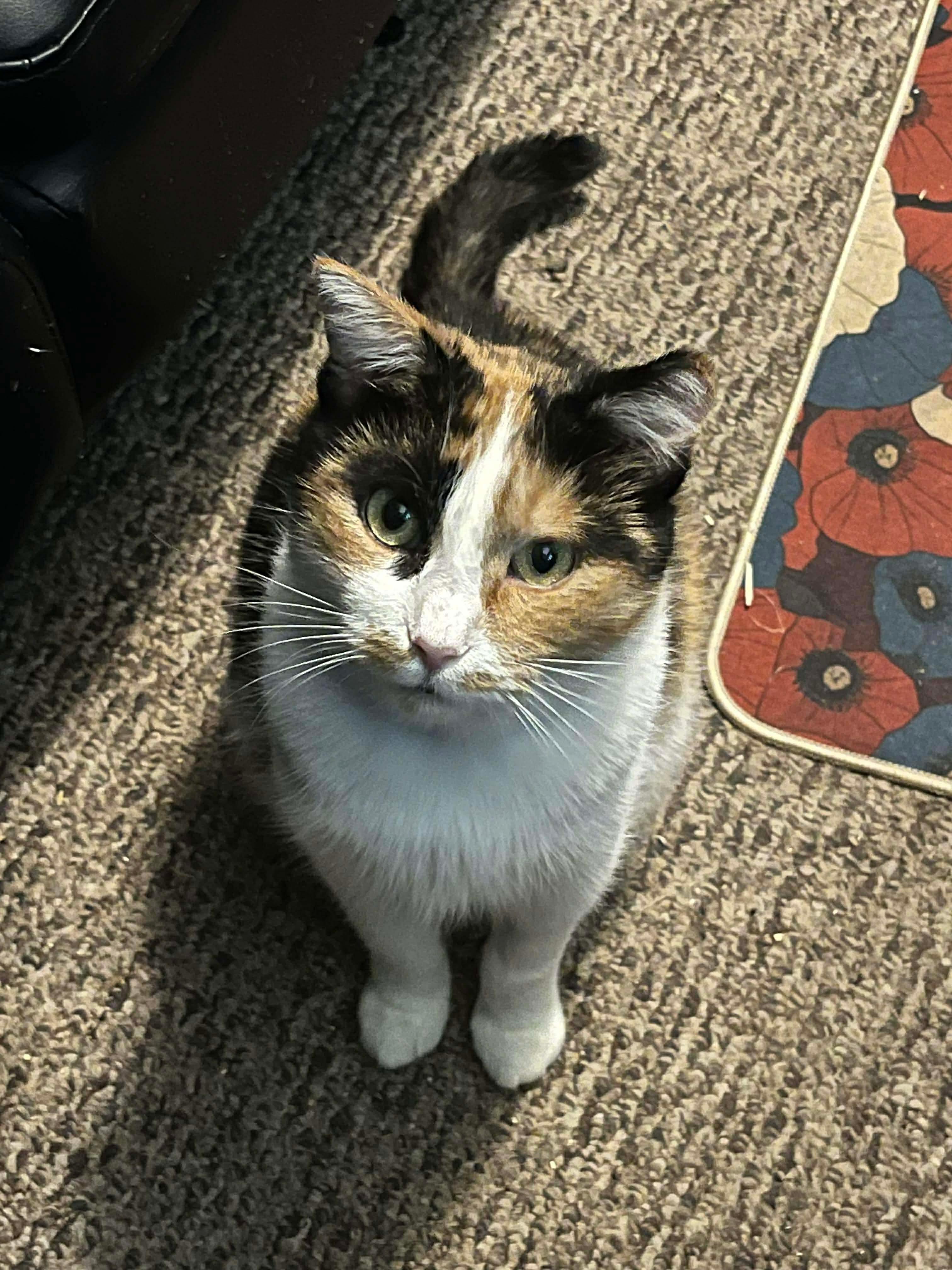 Enlarge Cee Cee, a ADOPTABLE Domestic Short Hair in Mineral Point, WI image 4/6