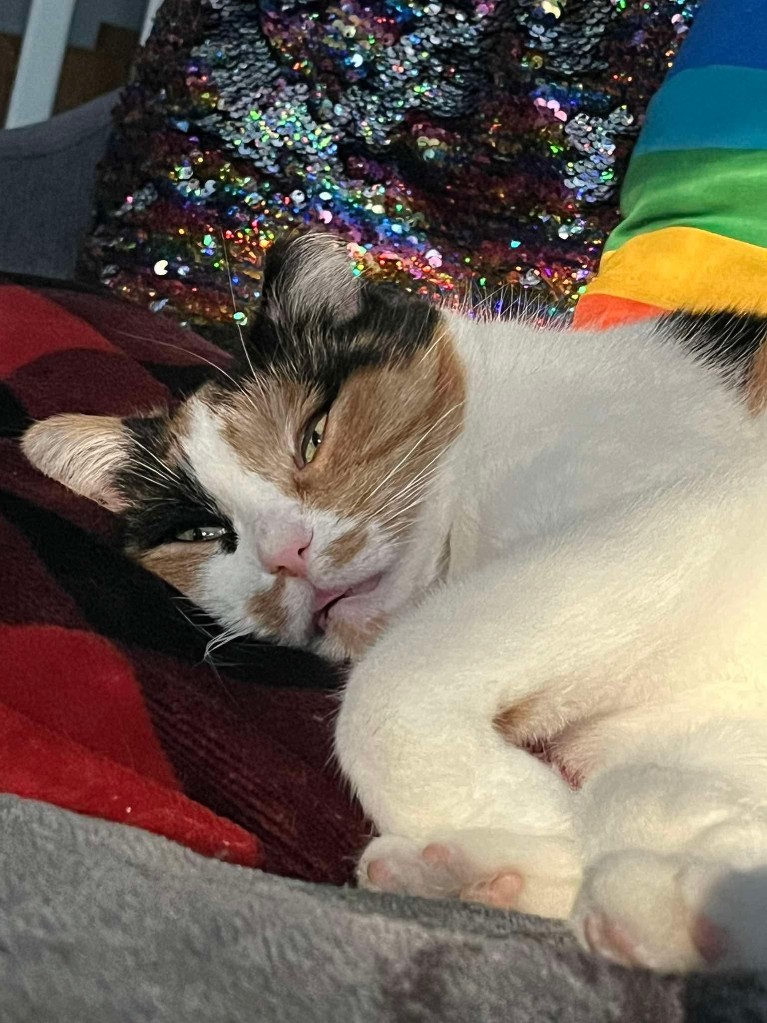 Enlarge Cee Cee, a ADOPTABLE Domestic Short Hair in Mineral Point, WI image 6/6