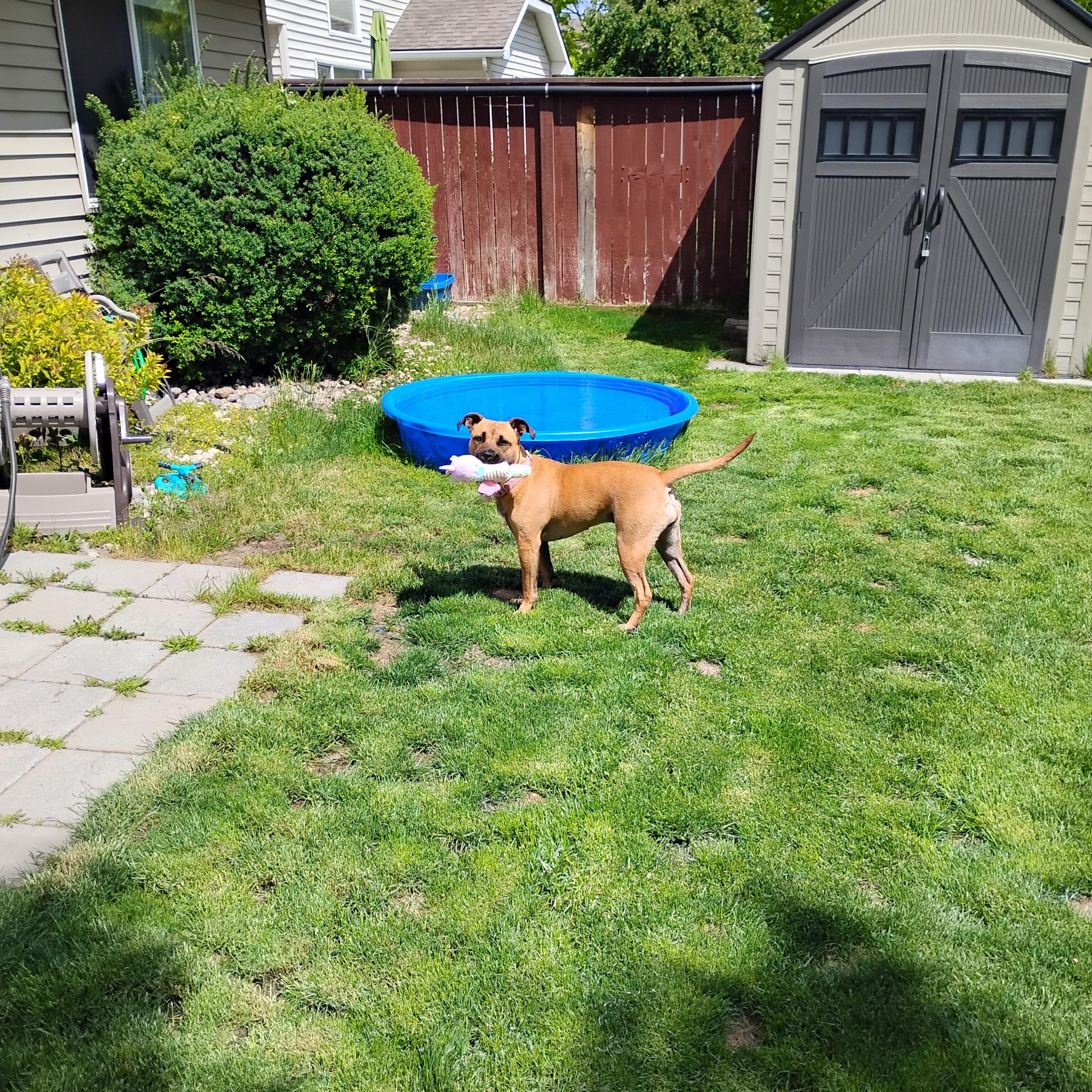 Enlarge Abby, a ADOPTABLE mixed breed in Spokane, WA image 6/6