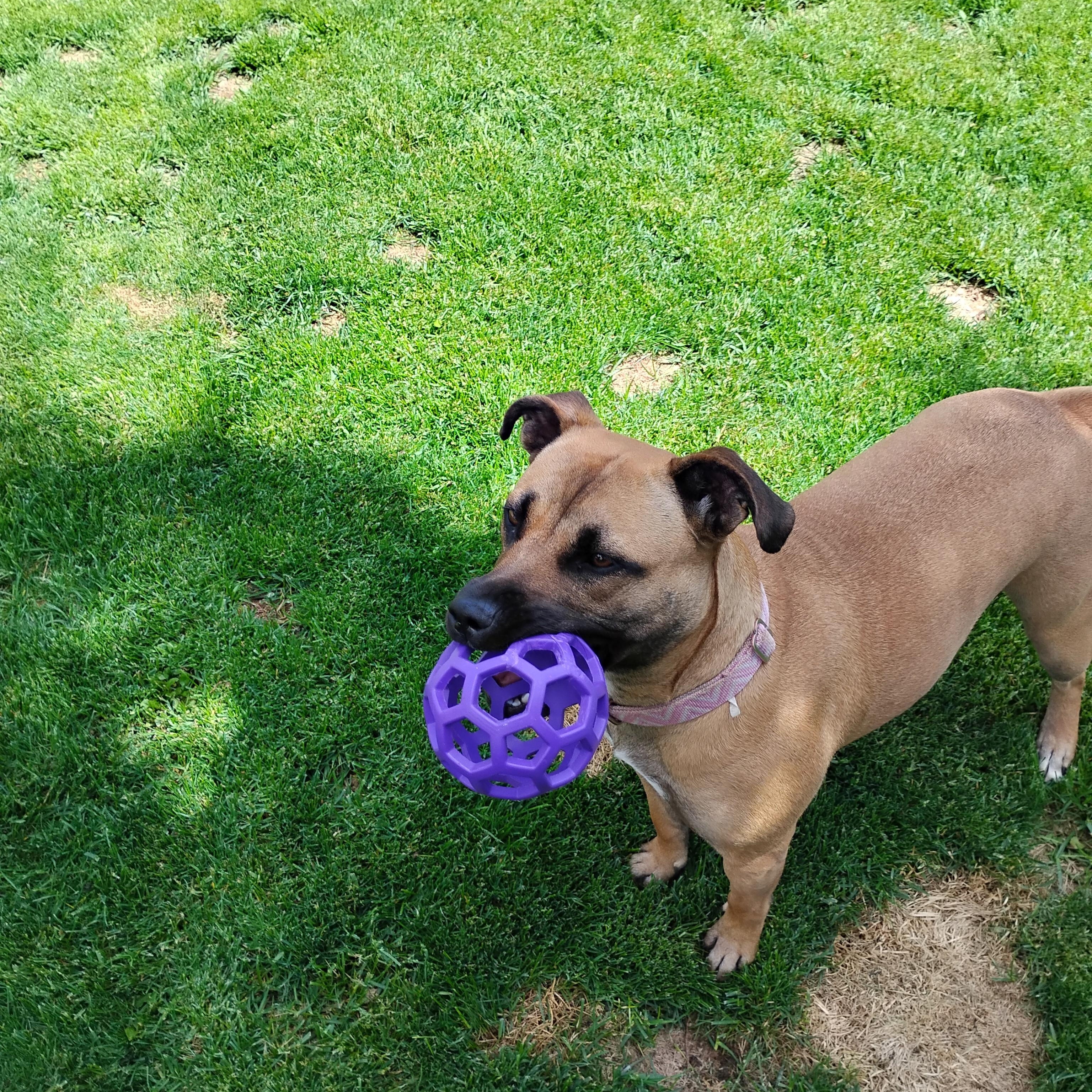 Enlarge Abby, a ADOPTABLE mixed breed in Spokane, WA image 2/6