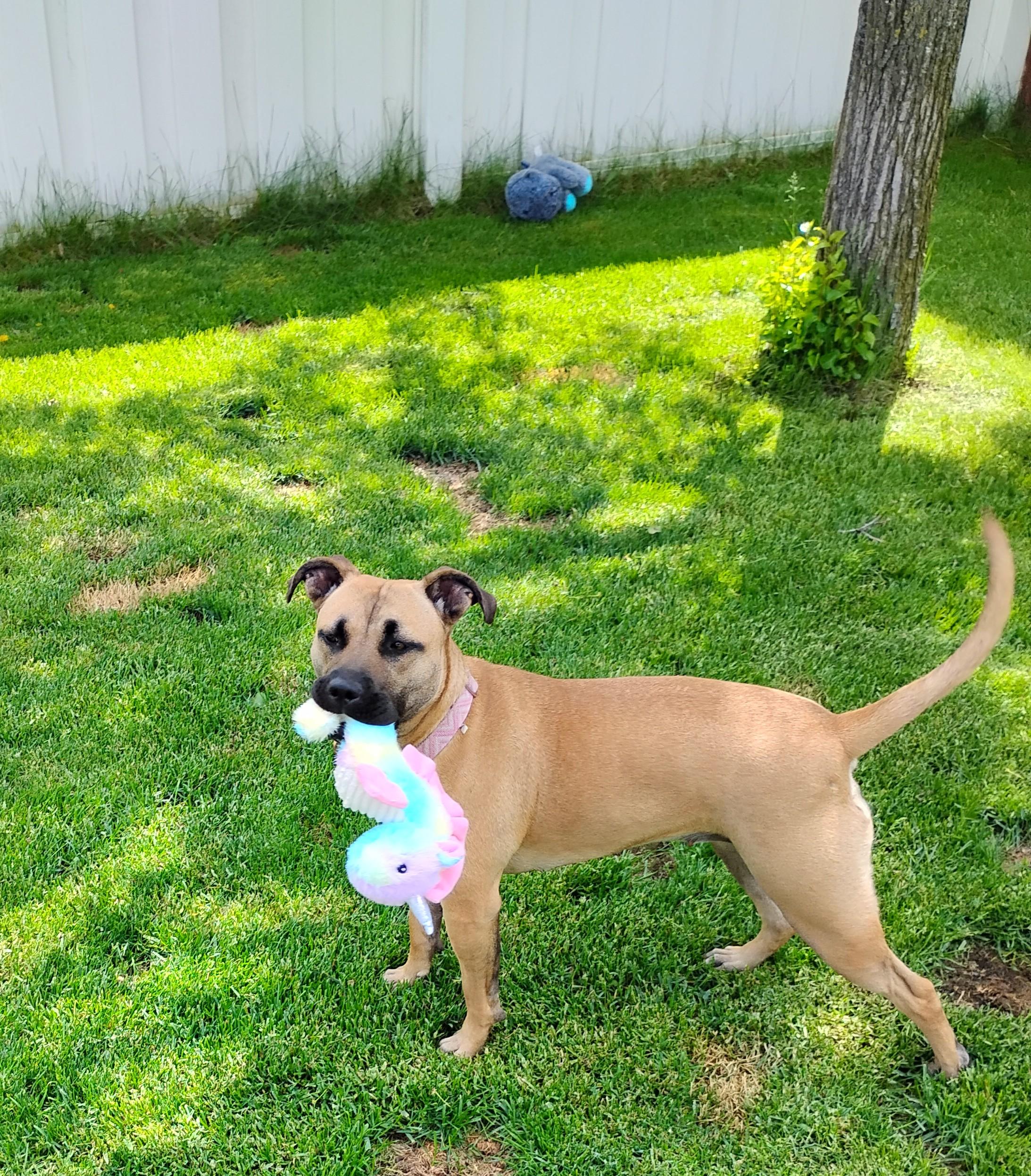 Enlarge Abby, a ADOPTABLE mixed breed in Spokane, WA image 3/6