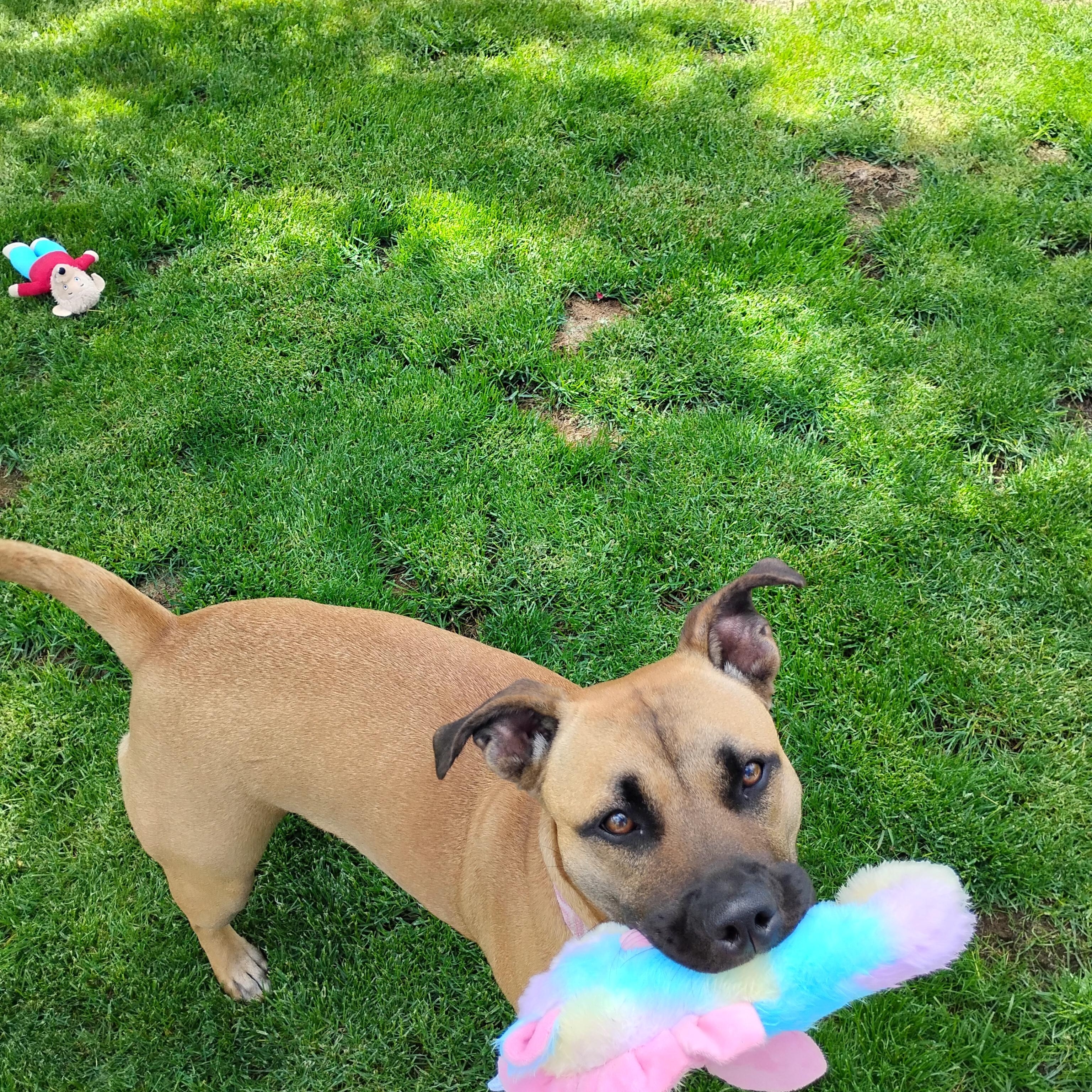 Enlarge Abby, a ADOPTABLE mixed breed in Spokane, WA image 5/6