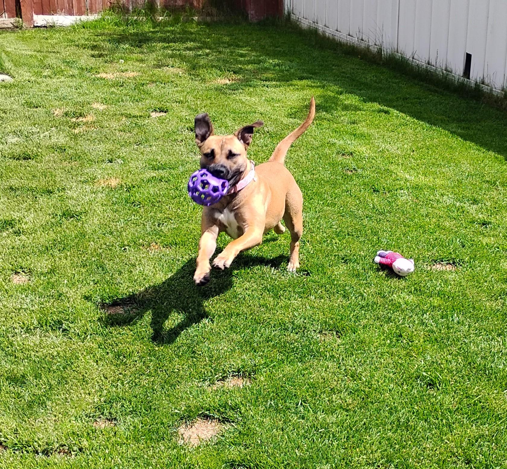 Enlarge Abby, a ADOPTABLE mixed breed in Spokane, WA image 4/6
