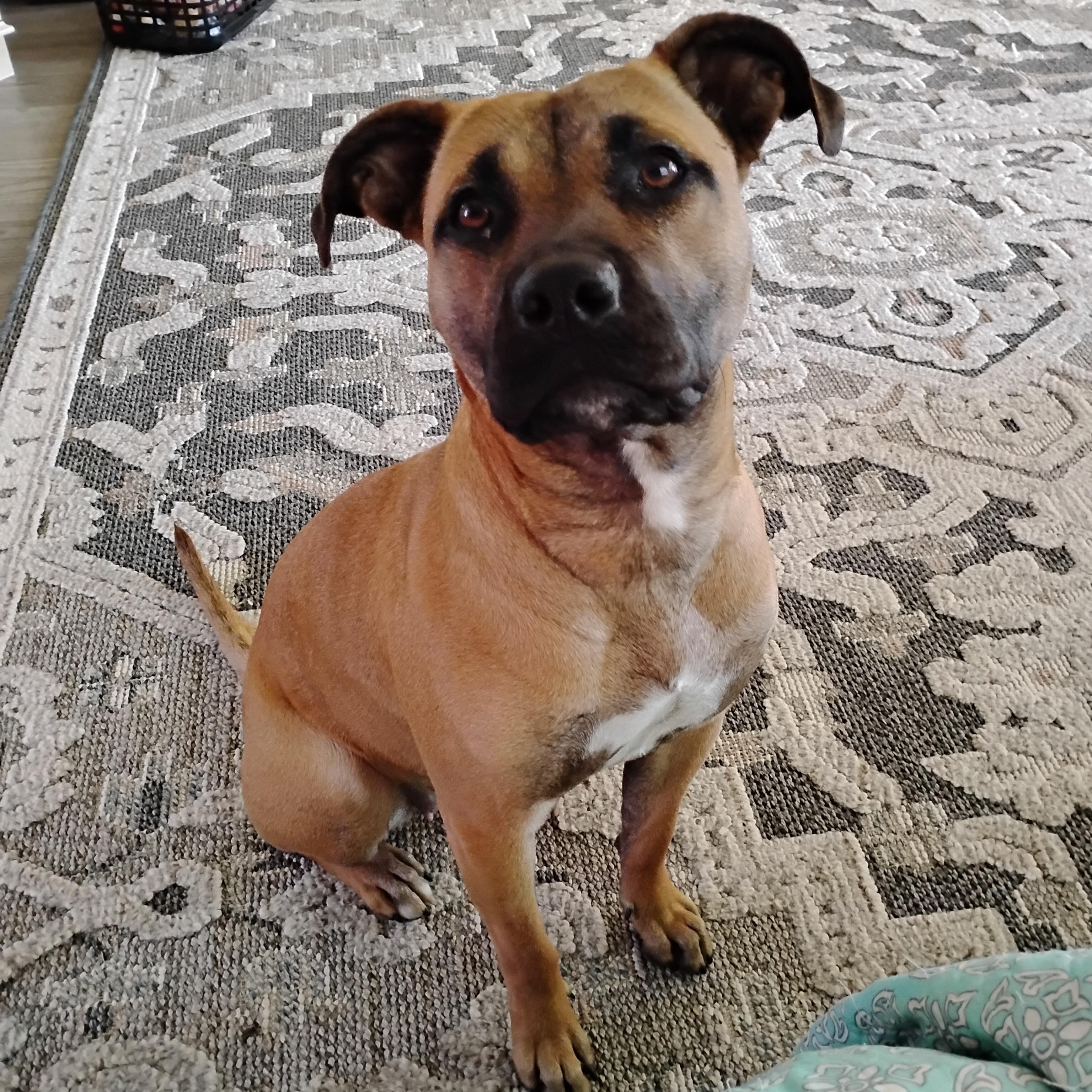 Enlarge Abby, a ADOPTABLE mixed breed in Spokane, WA image 2/2