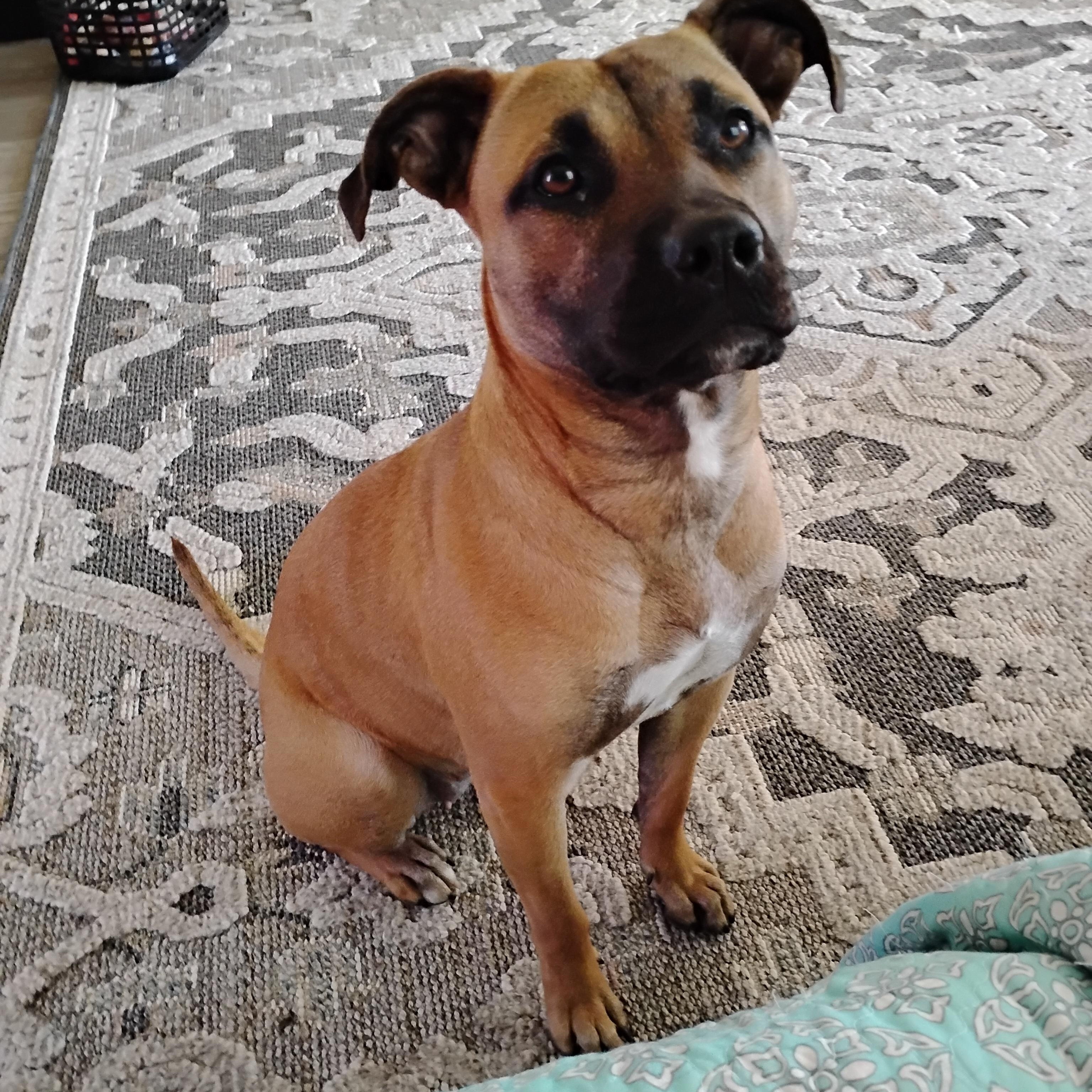 Enlarge Abby, a ADOPTABLE mixed breed in Spokane, WA image 1/2