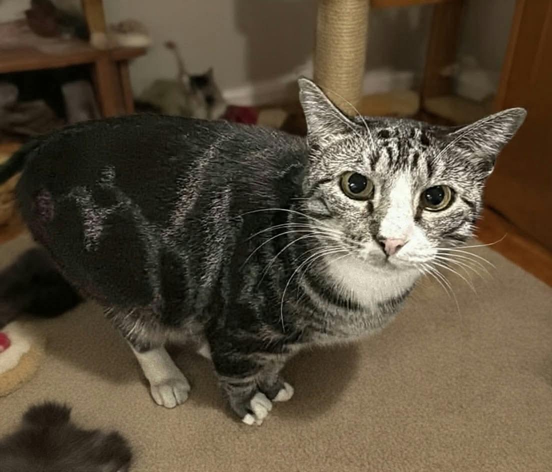 Enlarge Franco, a Adoptable Domestic Short Hair in Greensburg, PA image 2/4