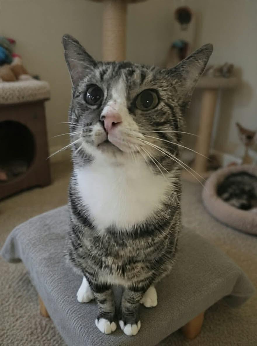 Enlarge Franco, a Adoptable Domestic Short Hair in Greensburg, PA image 3/4