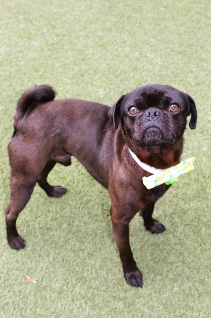 Enlarge Donavan, a Adoptable Pug in Gardena, CA image 1/6