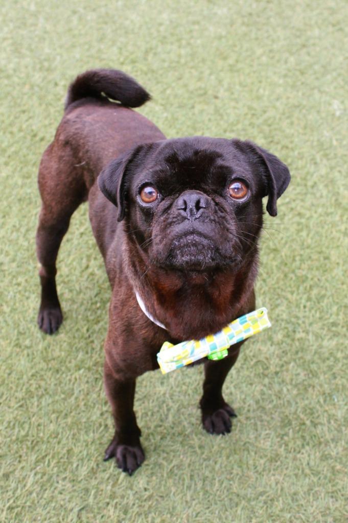 Enlarge Donavan, a Adoptable Pug in Gardena, CA image 2/6