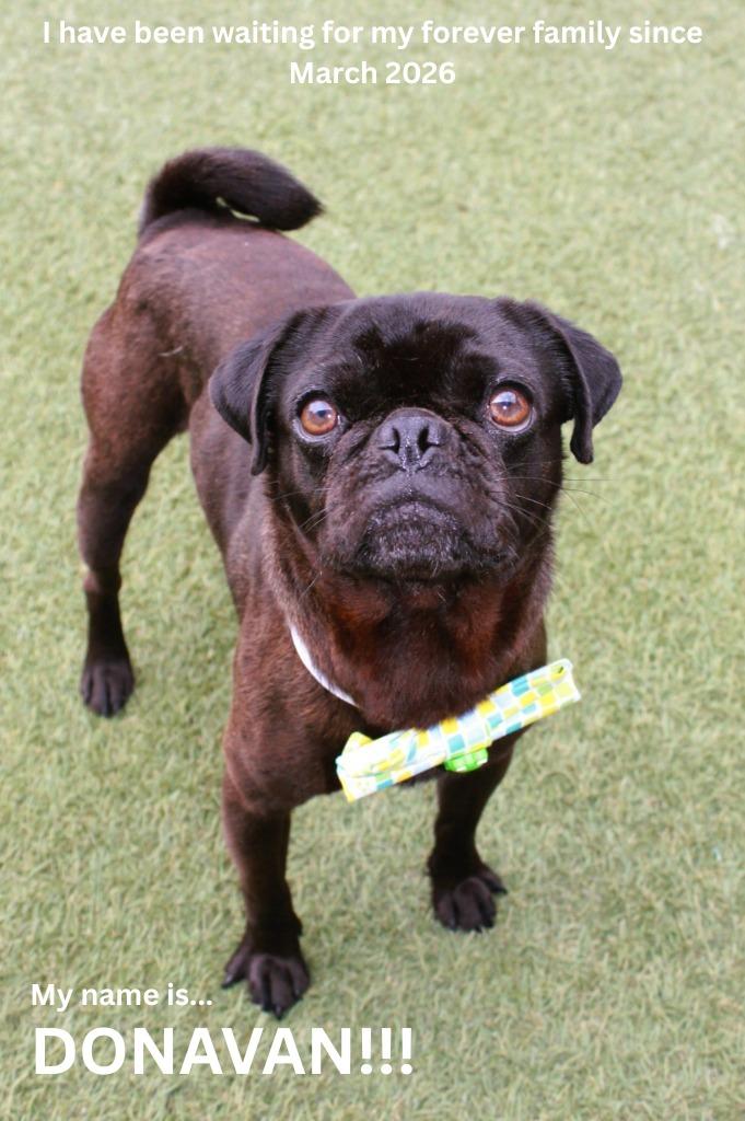 Enlarge Donavan, a Adoptable Pug in Gardena, CA image 3/6