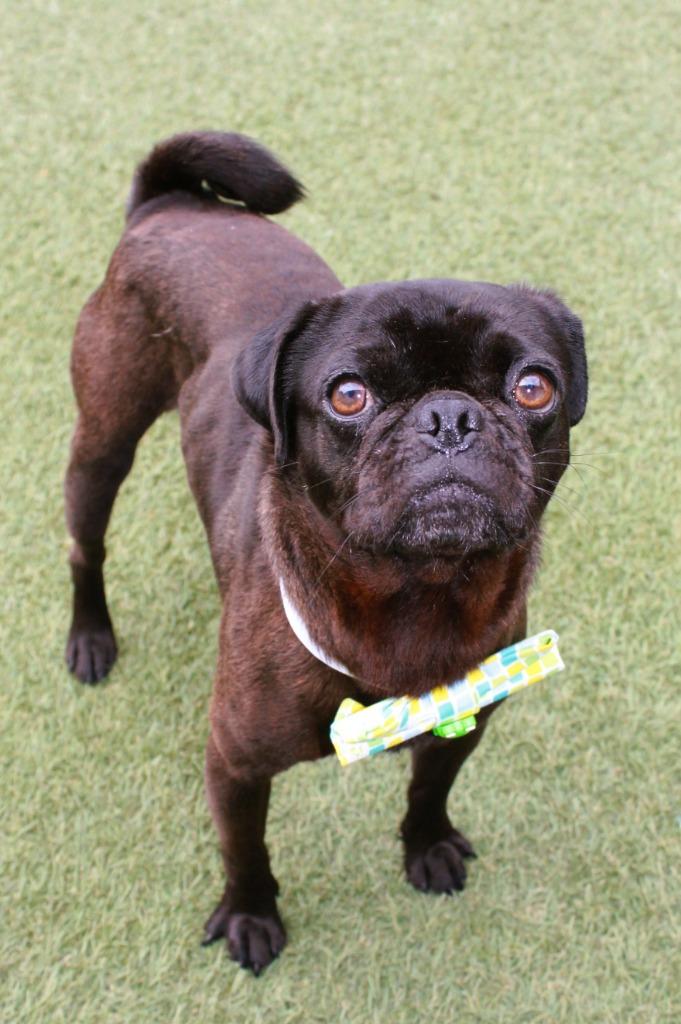 Enlarge Donavan, a Adoptable Pug in Gardena, CA image 4/6