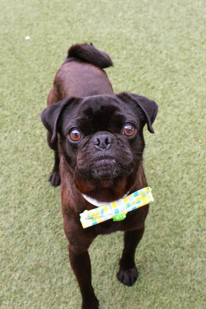 Enlarge Donavan, a Adoptable Pug in Gardena, CA image 5/6