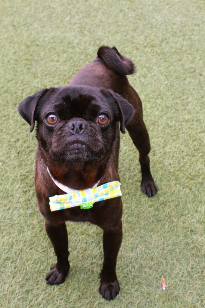 Enlarge Donavan, a Adoptable Pug in Gardena, CA image 6/6