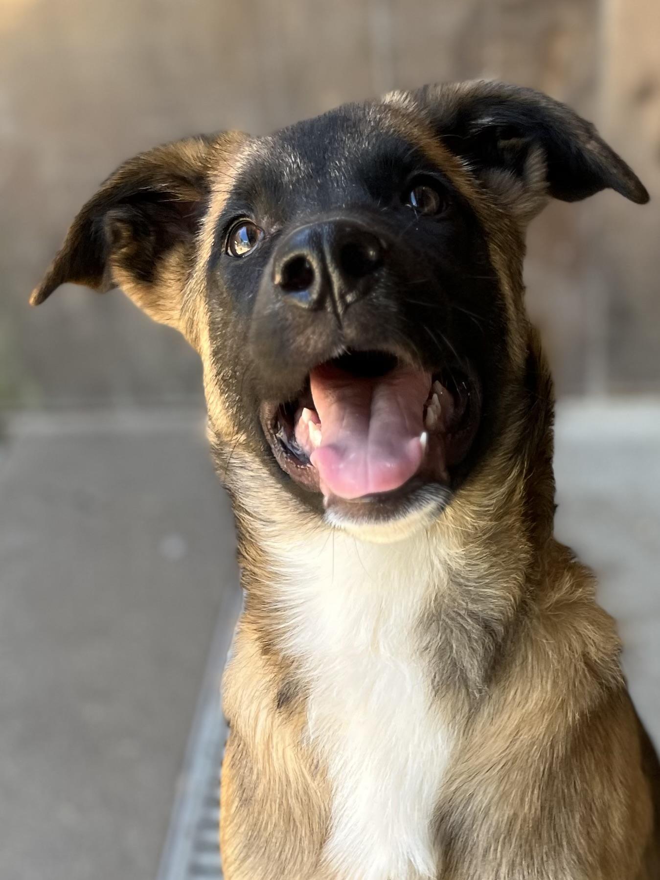 Geo, ADOPTABLE, Young Male Belgian Shepherd / Malinois.