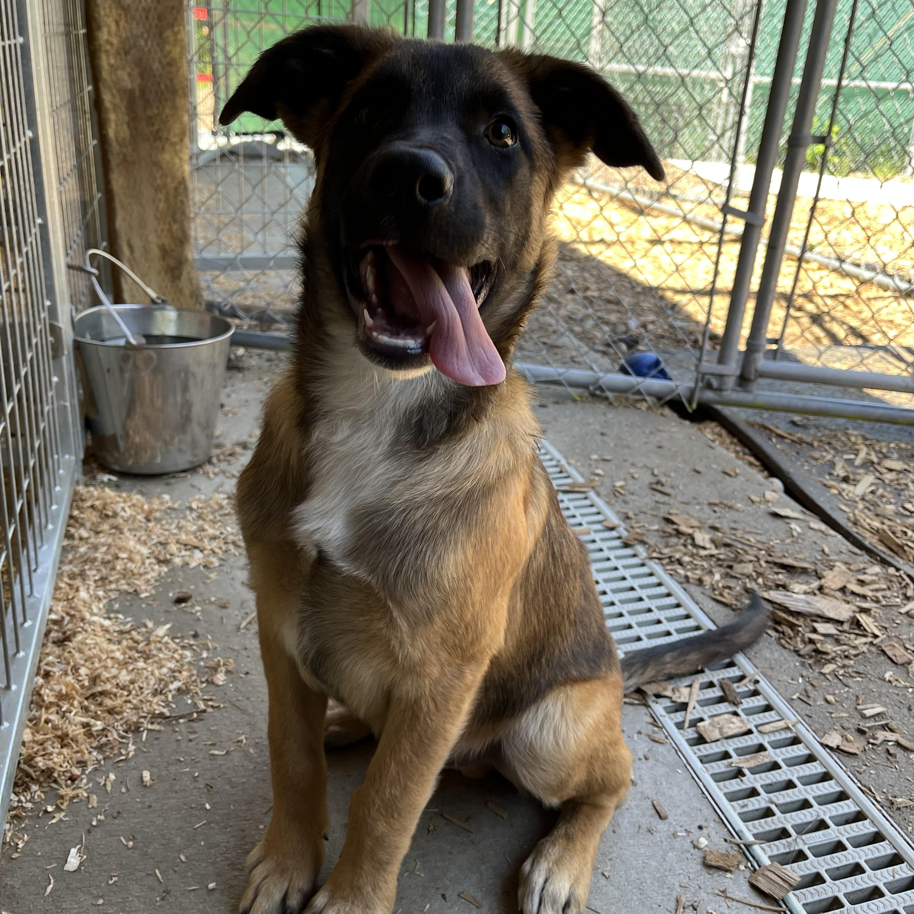 Enlarge Geo, a ADOPTABLE mixed breed in Snoqualmie, WA image 2/6