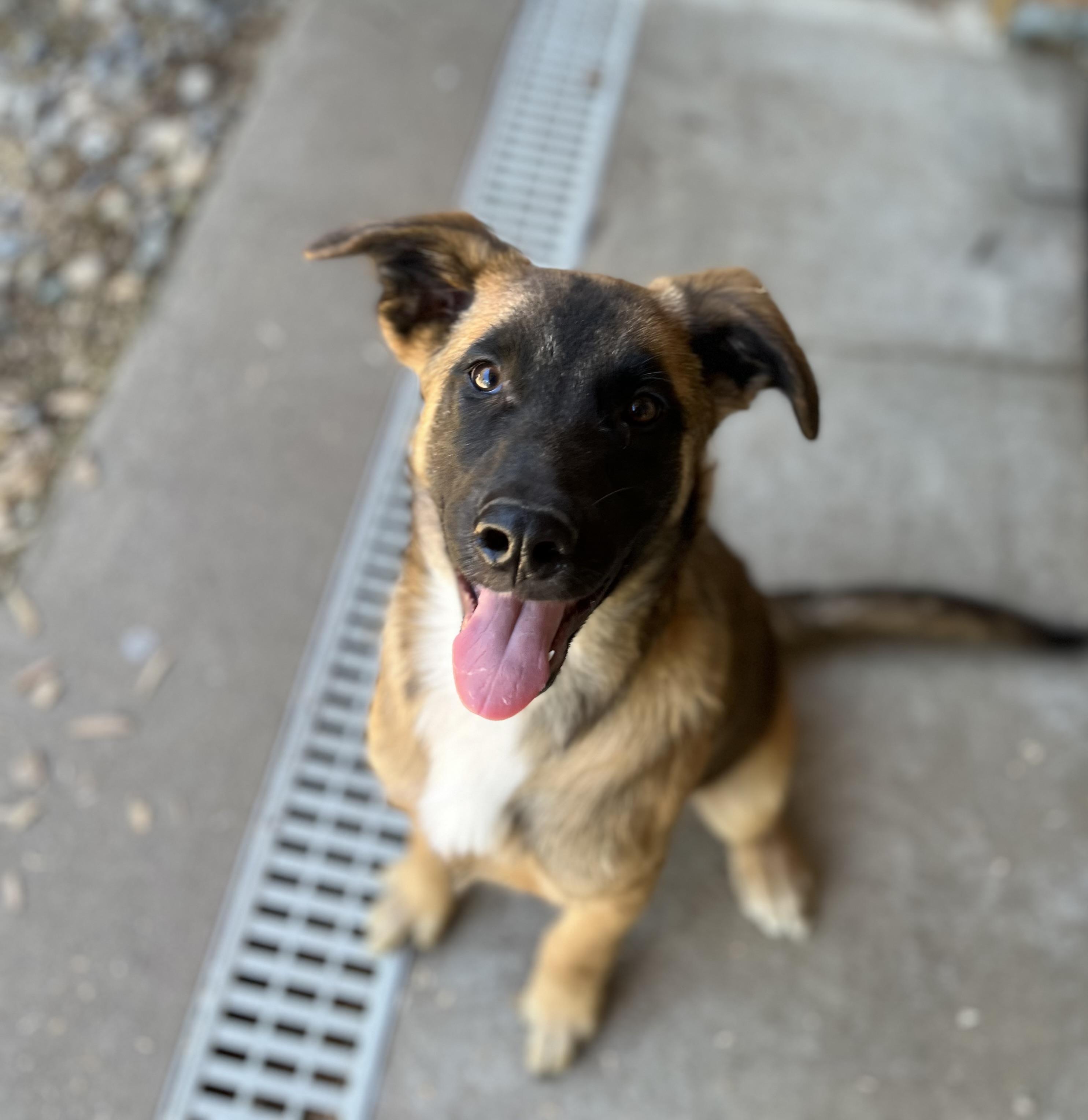 Enlarge Geo, a ADOPTABLE mixed breed in Snoqualmie, WA image 4/6