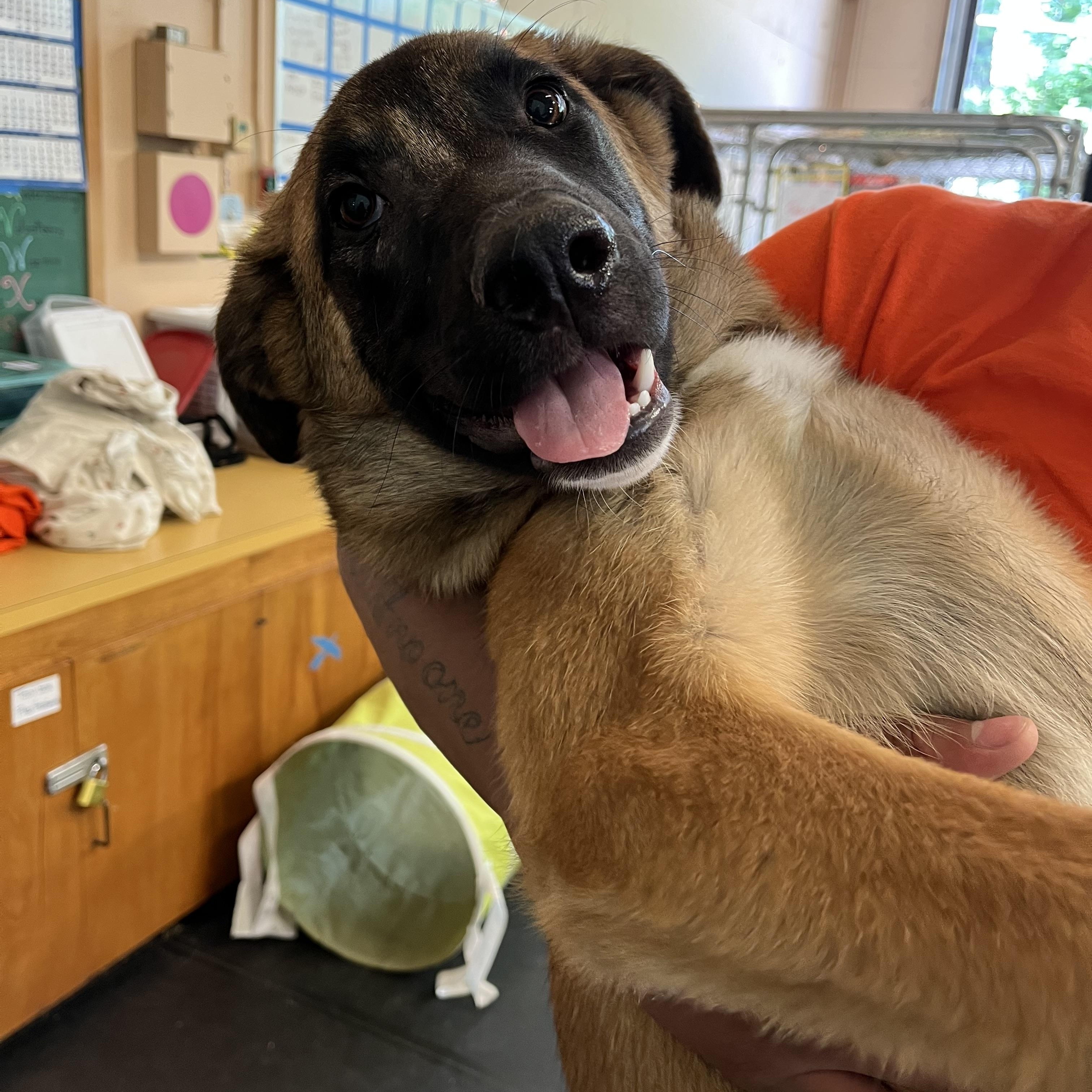 Geo, ADOPTABLE, Young Male German Shepherd Dog.