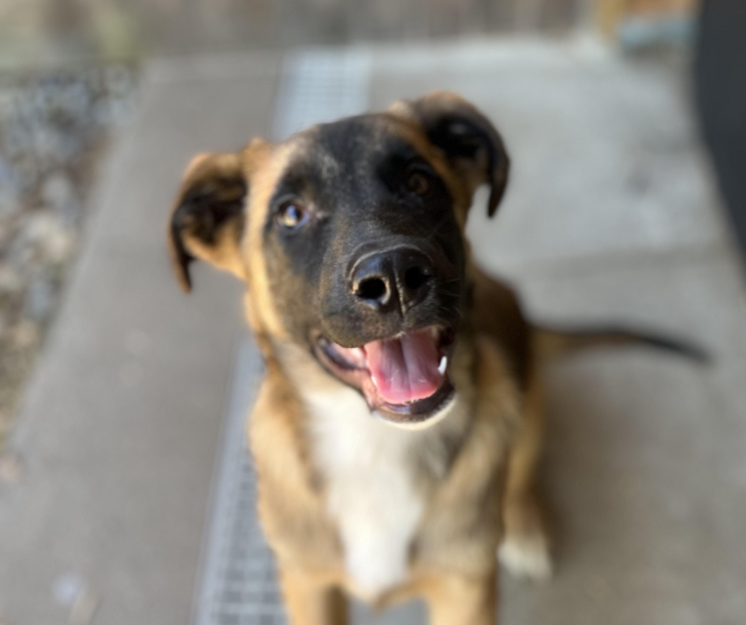 Enlarge Geo, a ADOPTABLE mixed breed in Snoqualmie, WA image 3/6
